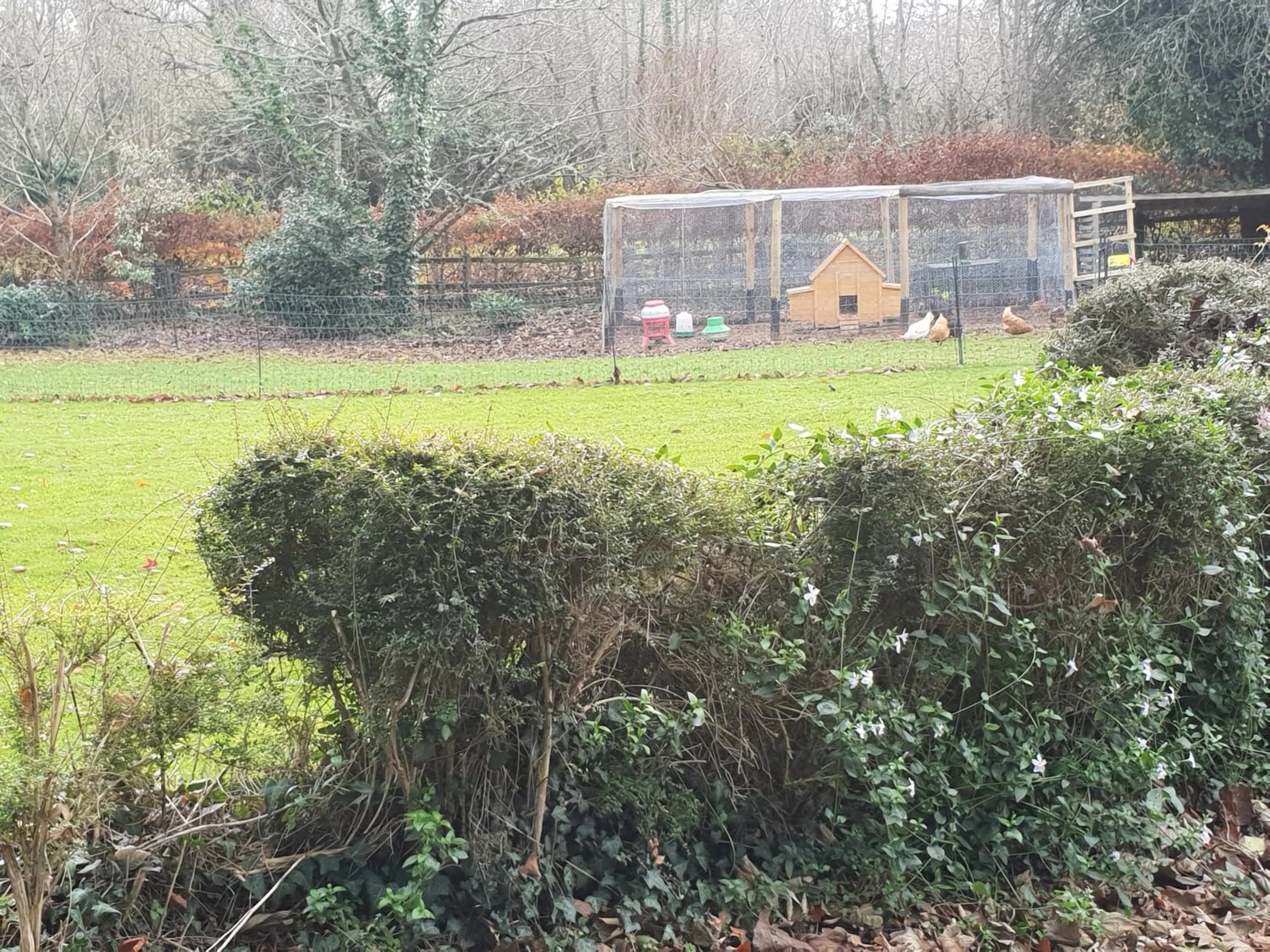 Animals in The Millers Cottage