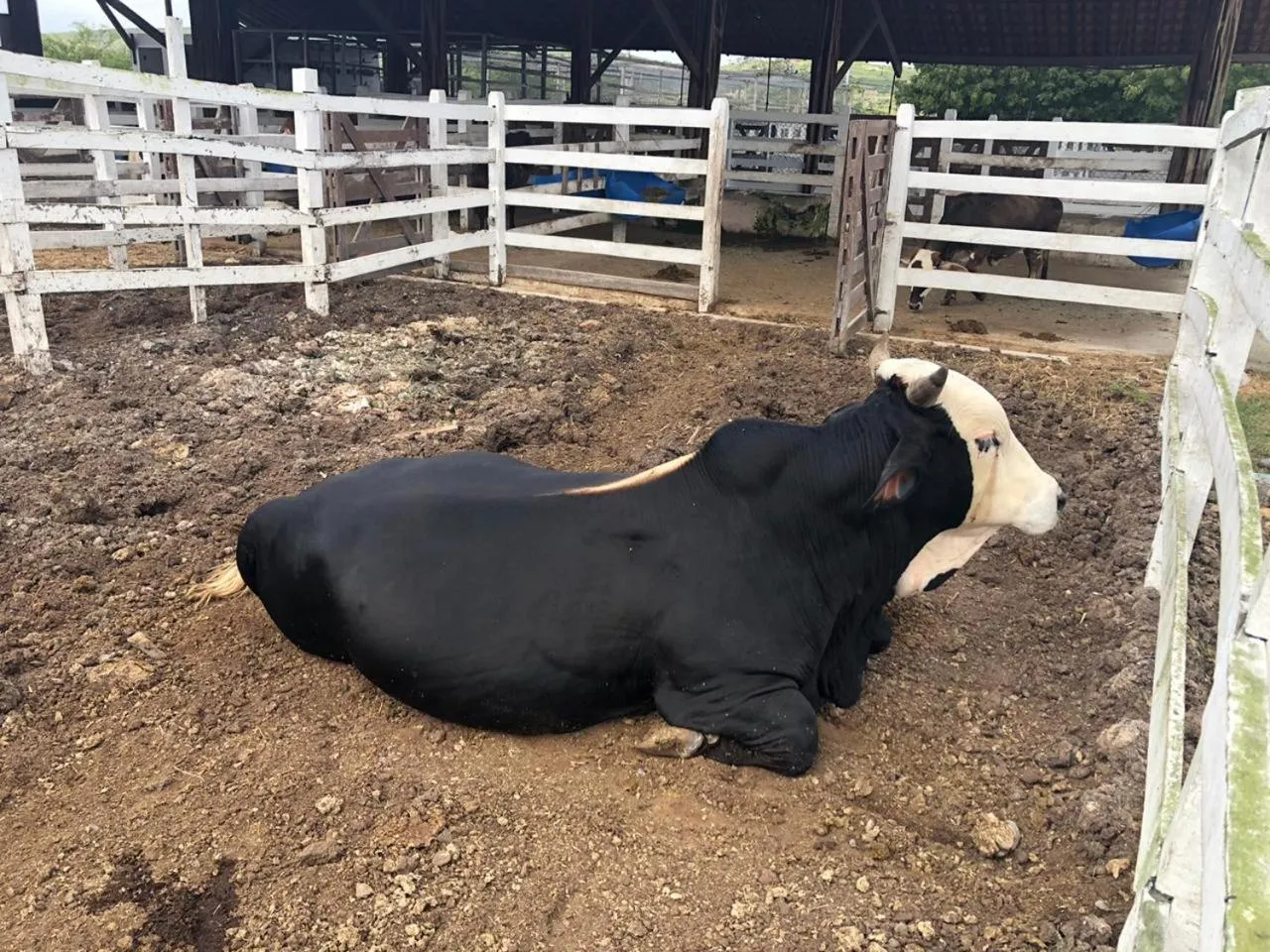 Animals in HOTEL CANARIUS DE GRAVATA - Flat