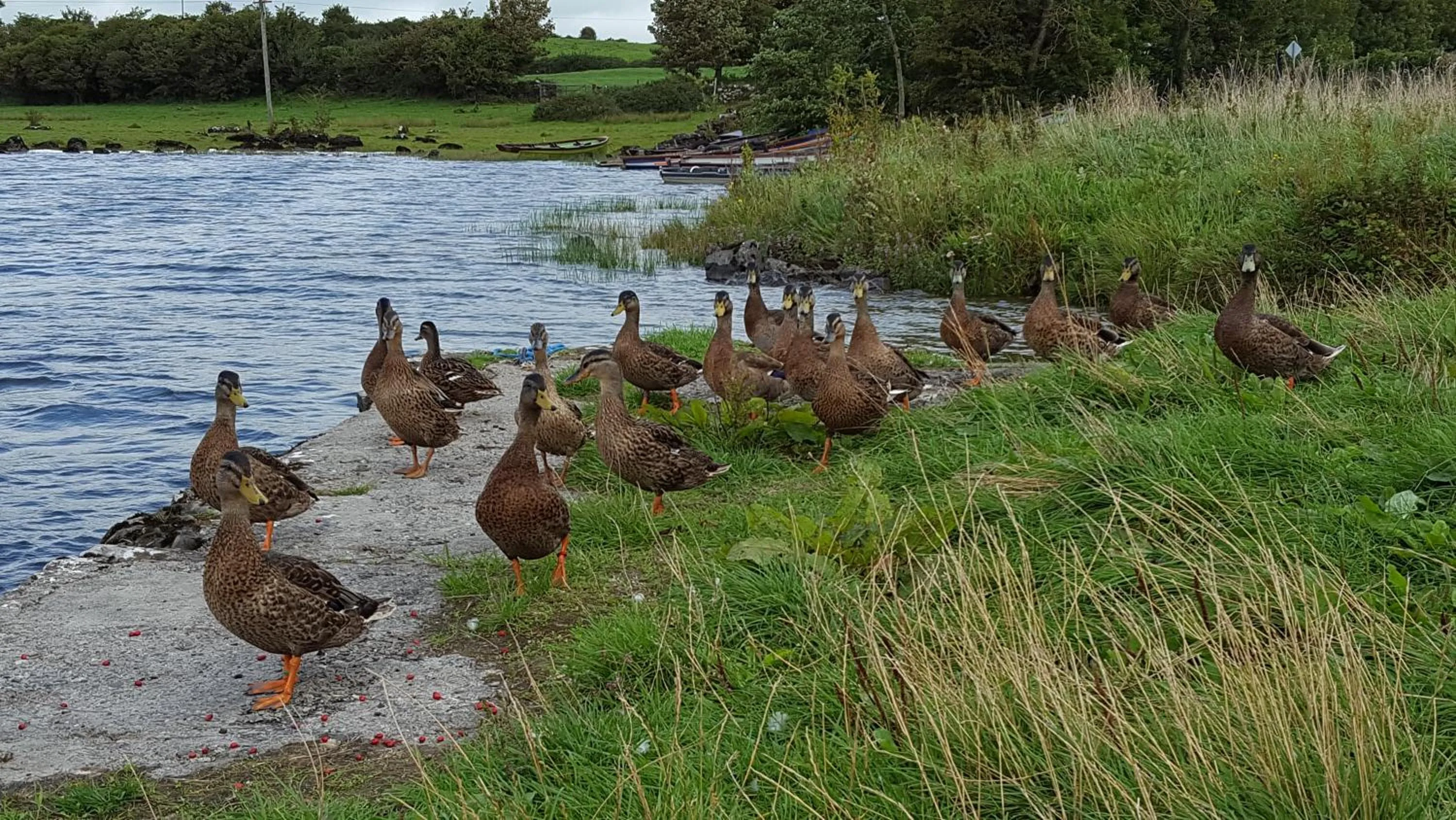 Animals in Leroy´s Lodge