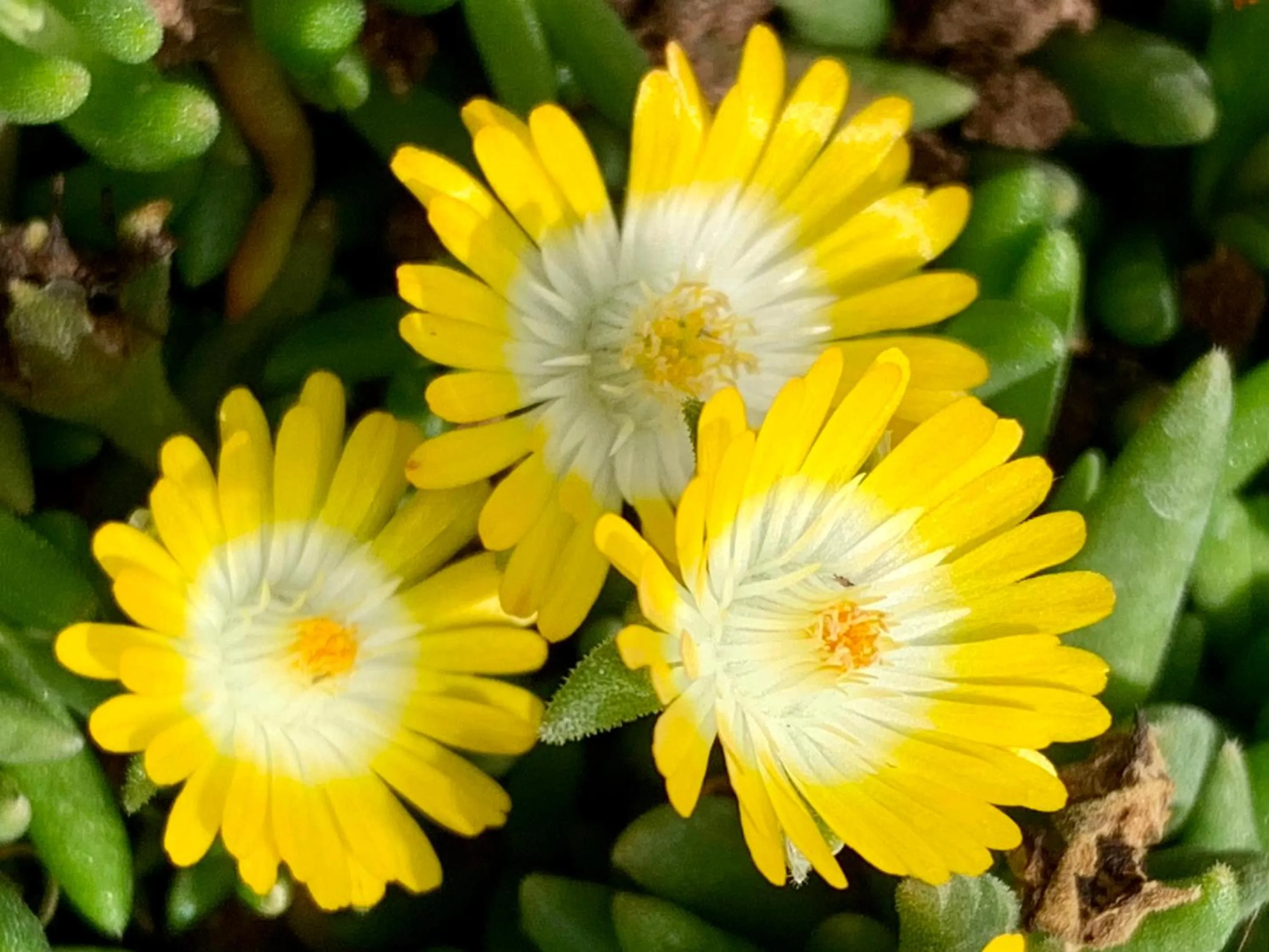 Garden in B&B La Casa Del Sole