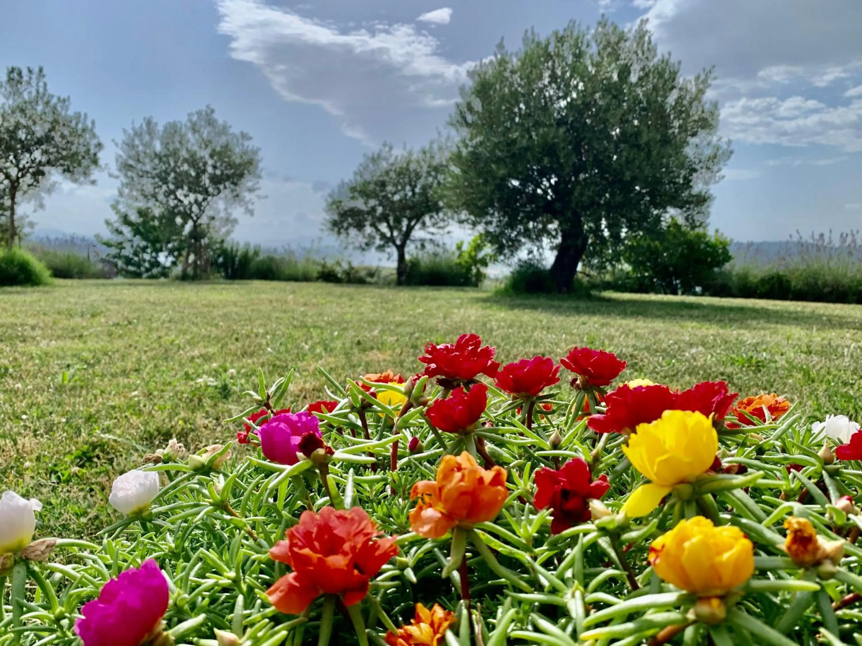 Garden in B&B La Casa Del Sole