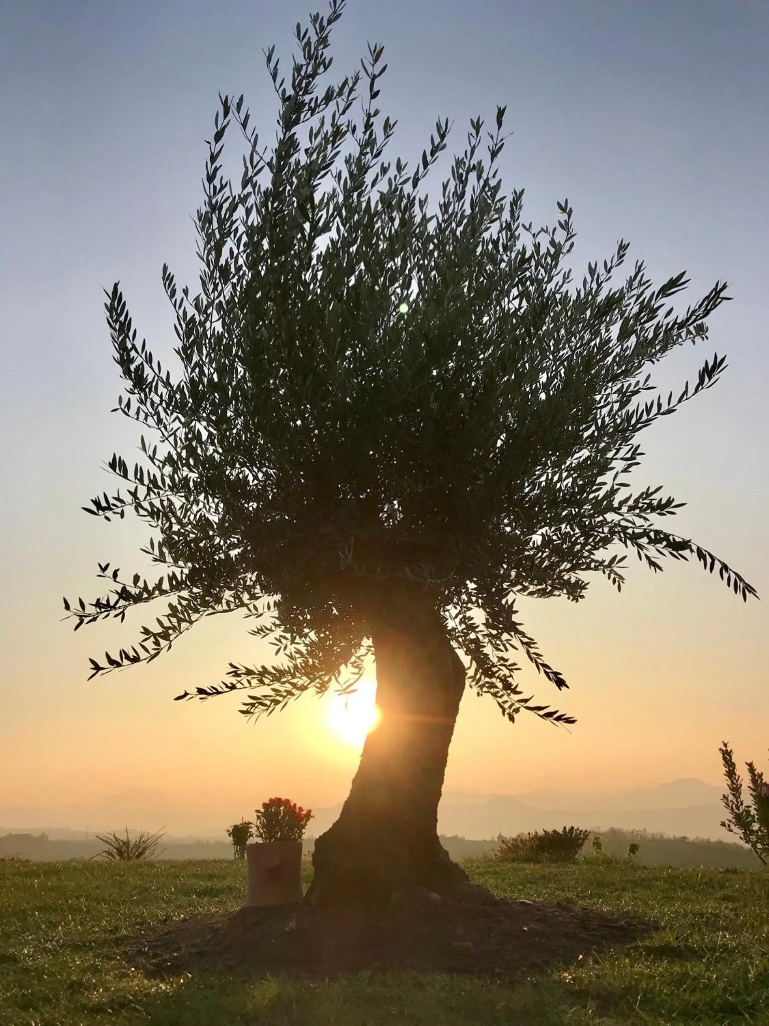 Garden in B&B La Casa Del Sole