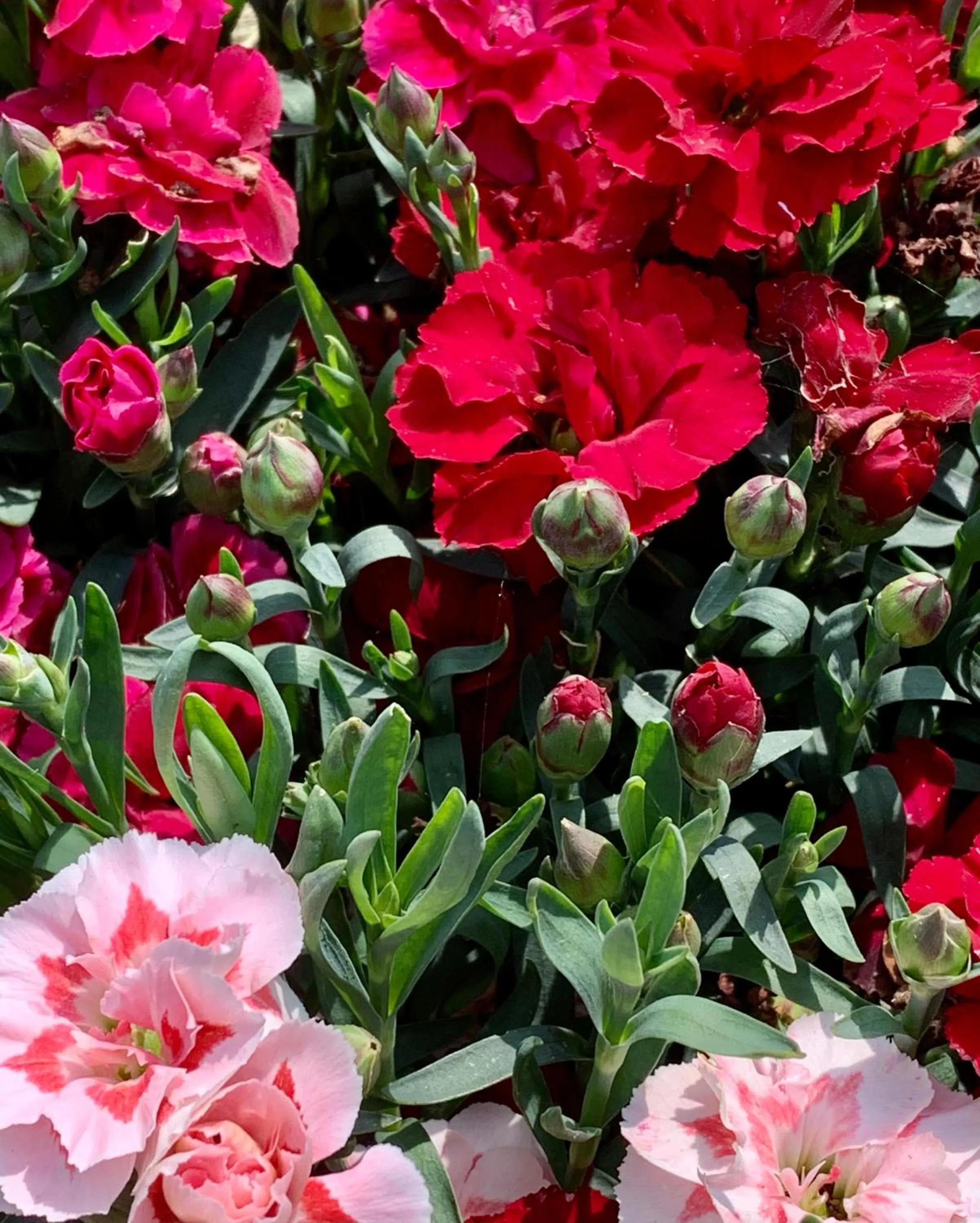 Garden in B&B La Casa Del Sole
