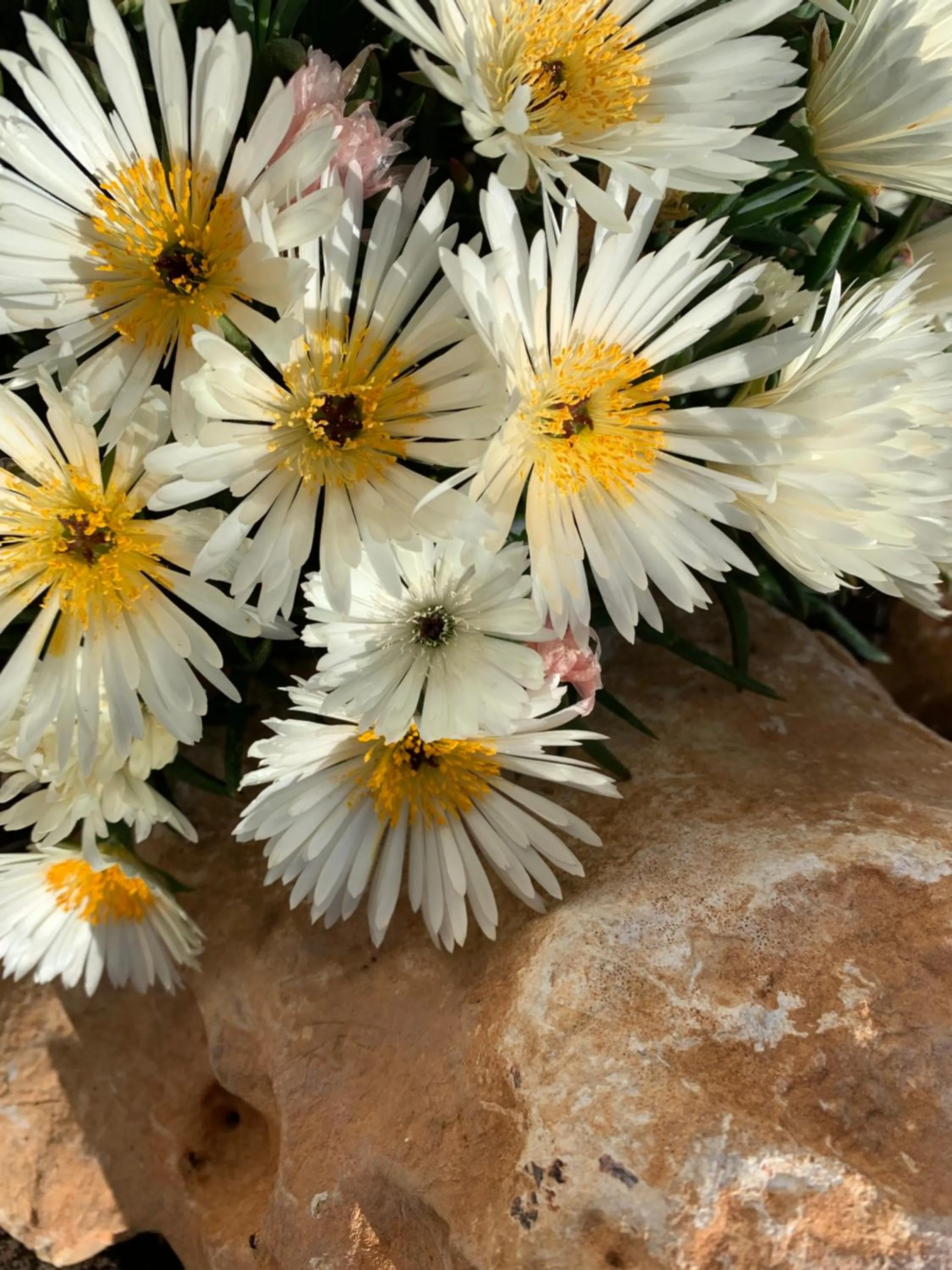 Garden in B&B La Casa Del Sole