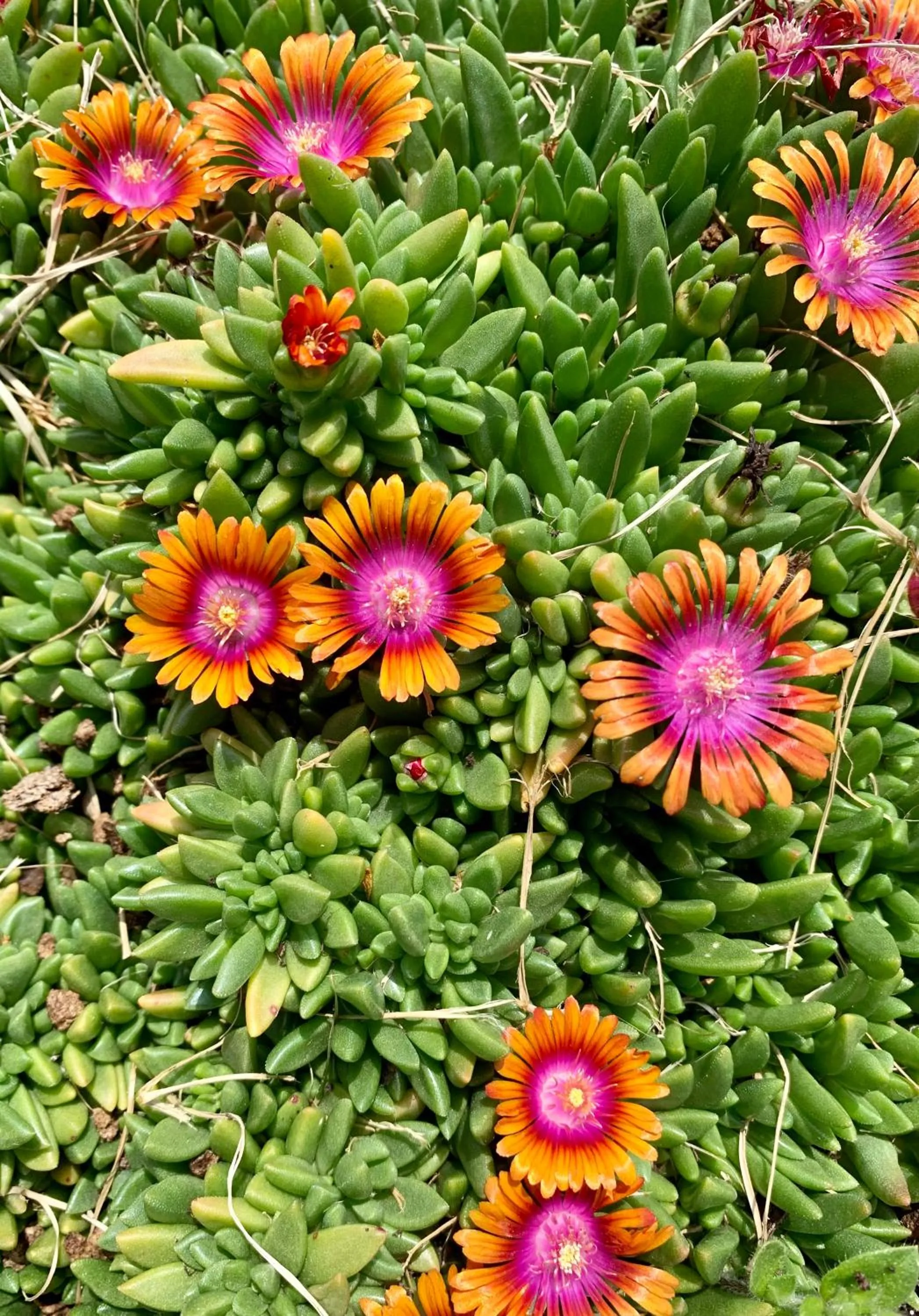 Garden in B&B La Casa Del Sole