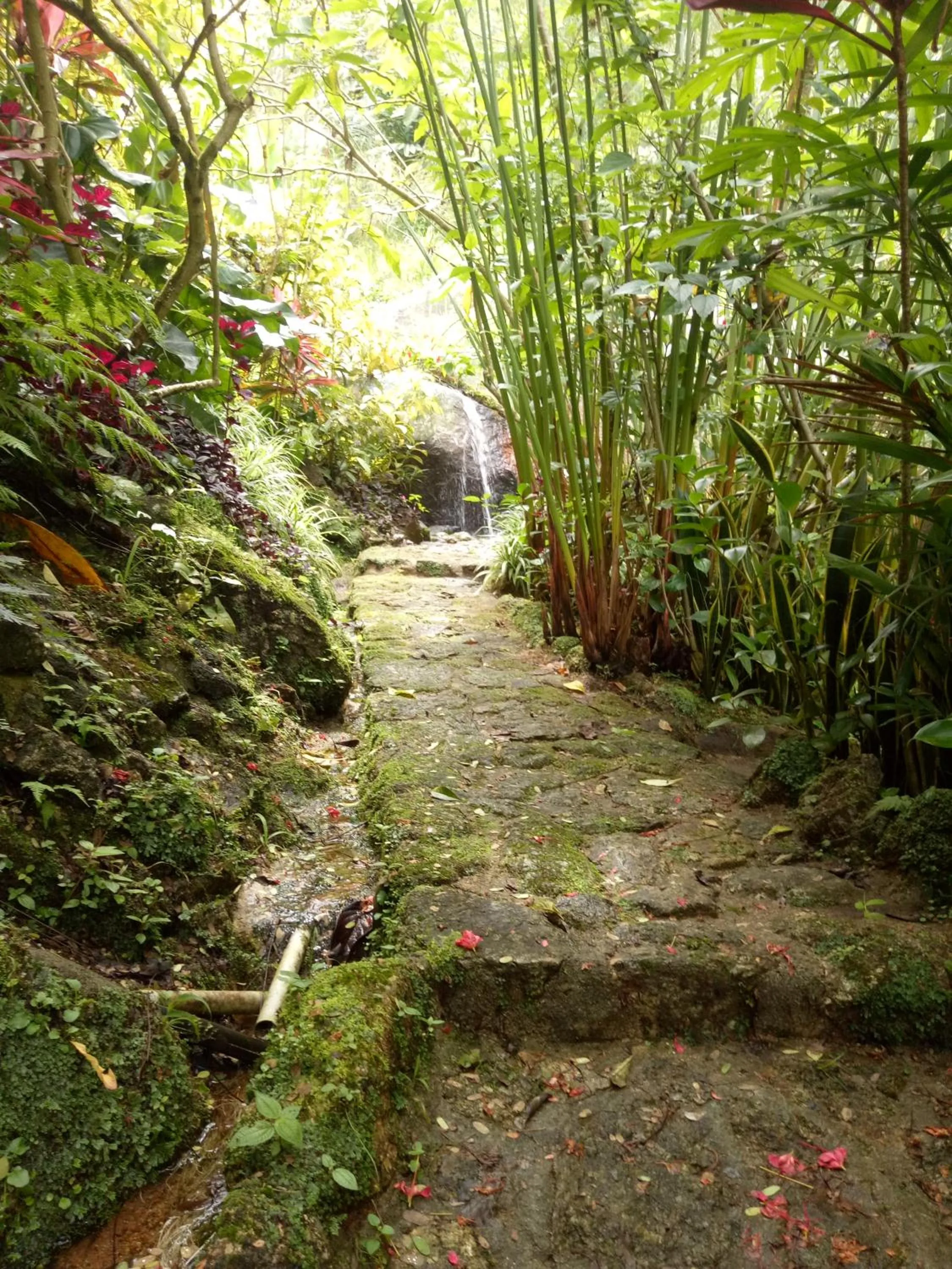 Garden in Moonriver Lodge