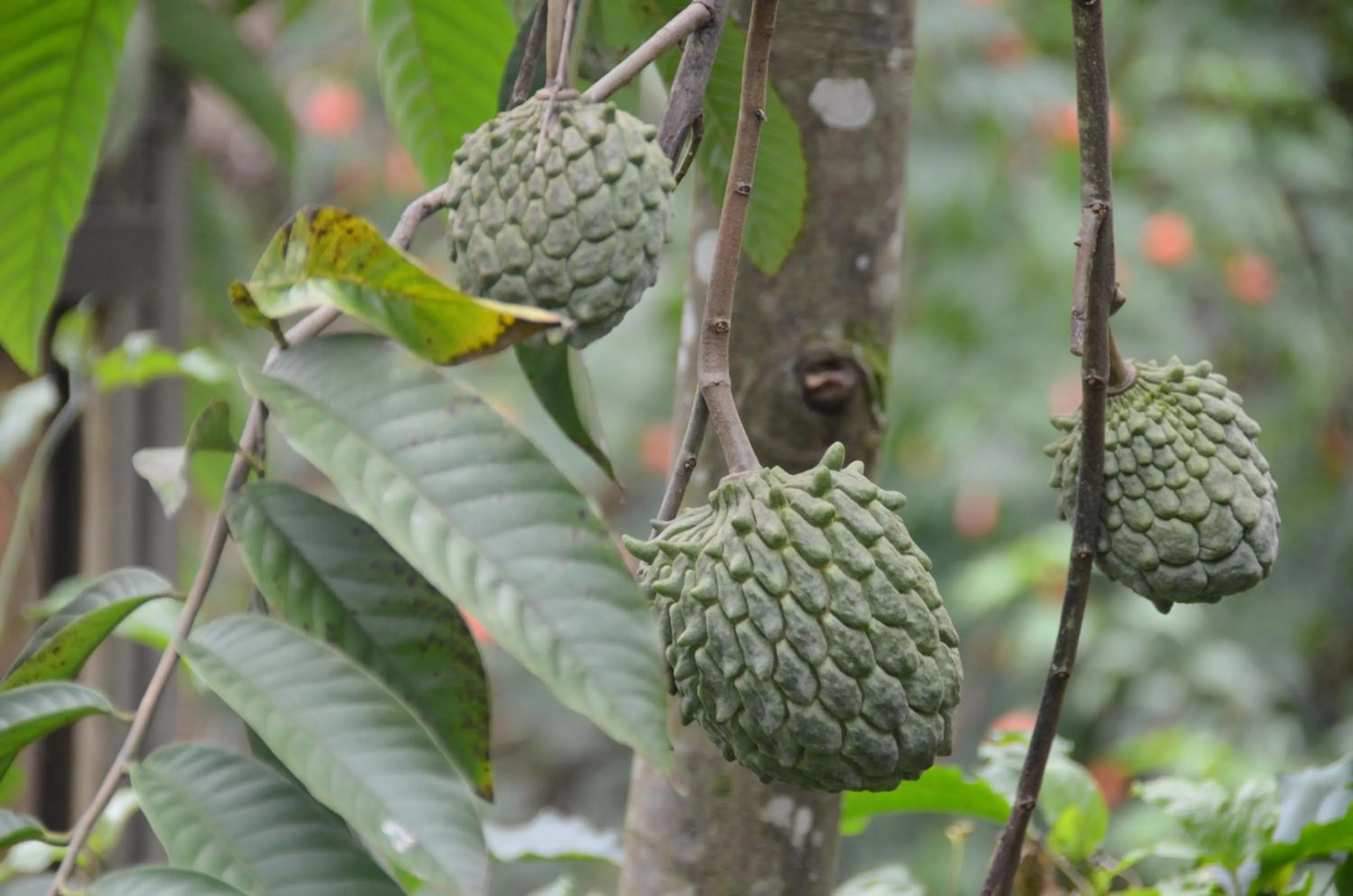 Other in Moonriver Lodge