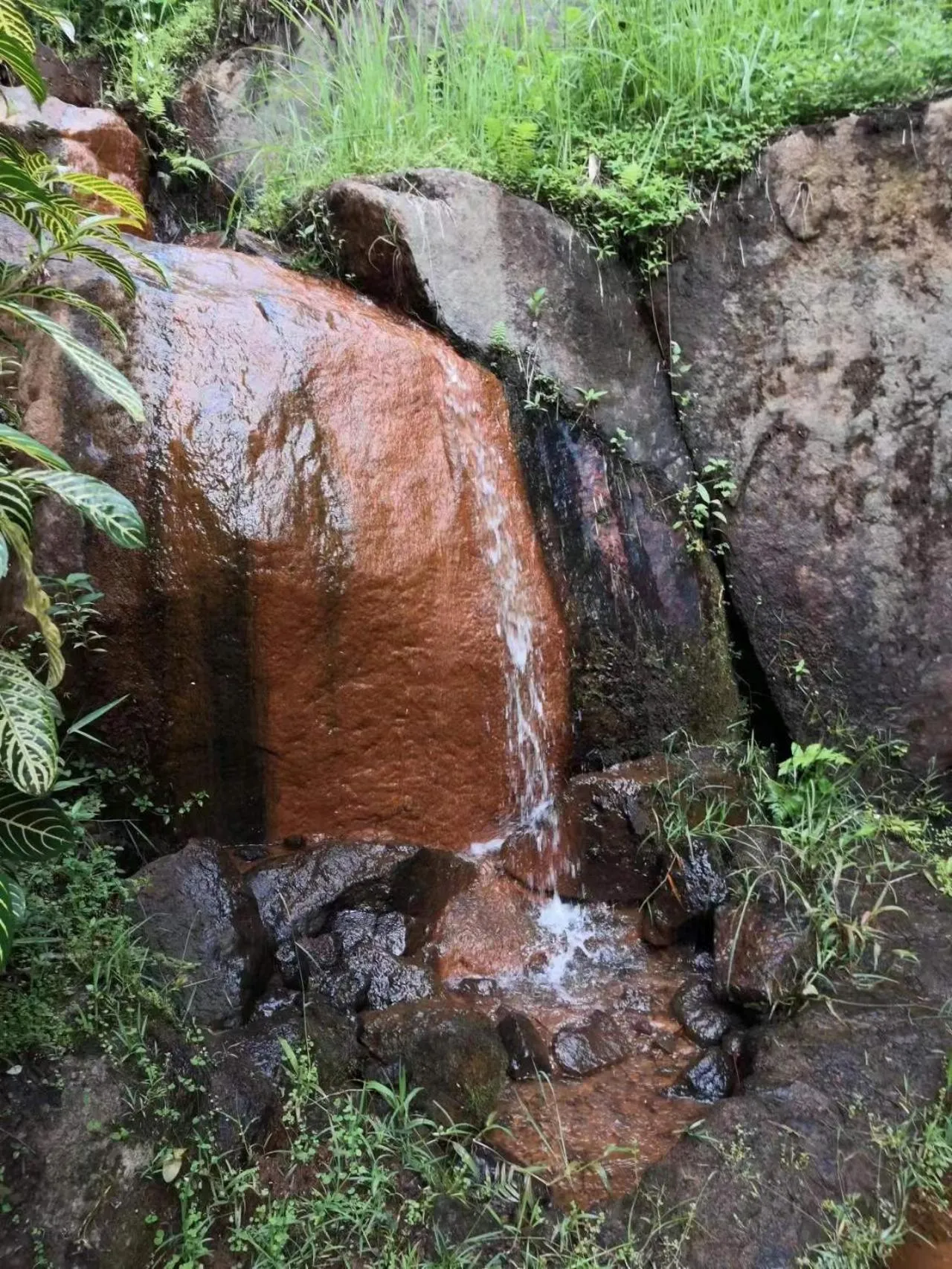 Garden in Moonriver Lodge