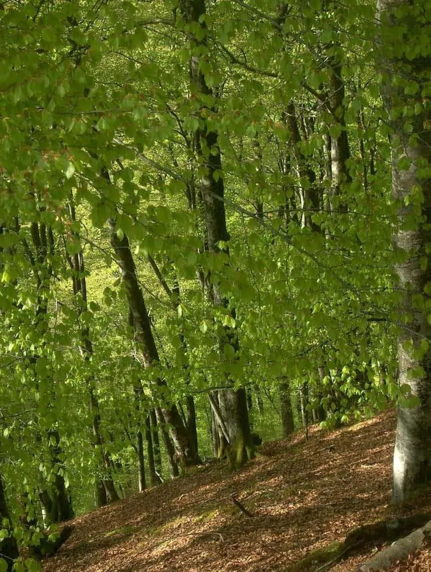 Spring in Hôtel Camou