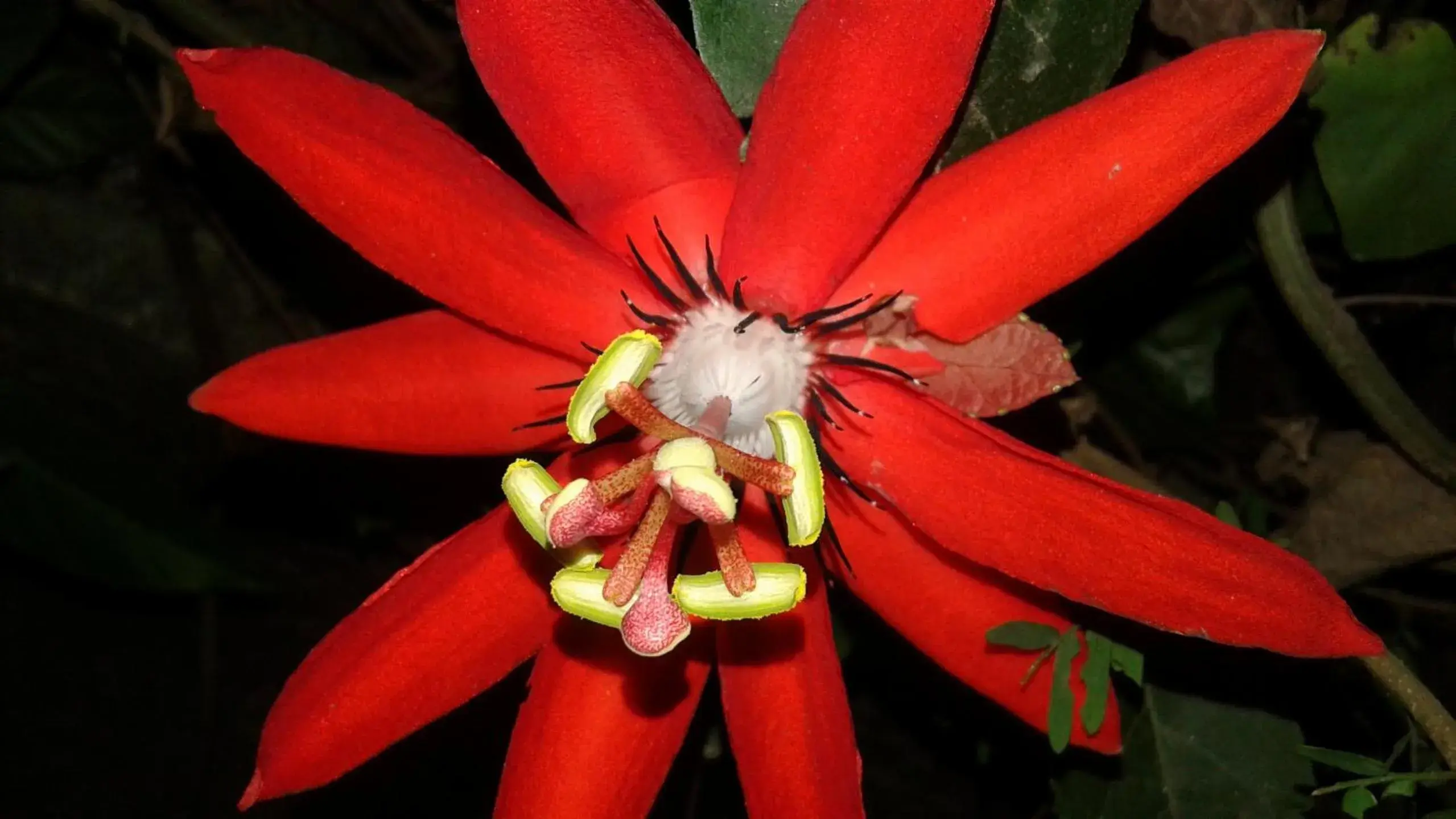 Flower Inn Flower Inn