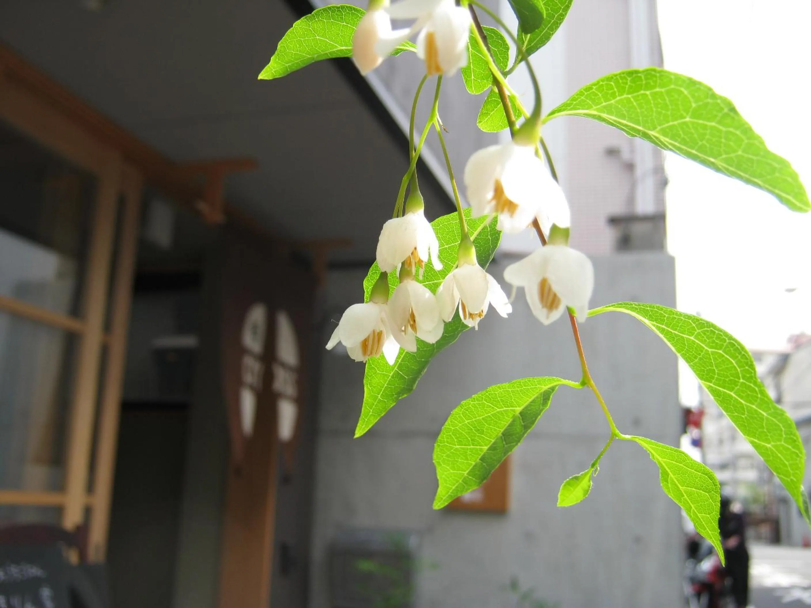 Facade/entrance in Guesthouse Hyakumanben Cross