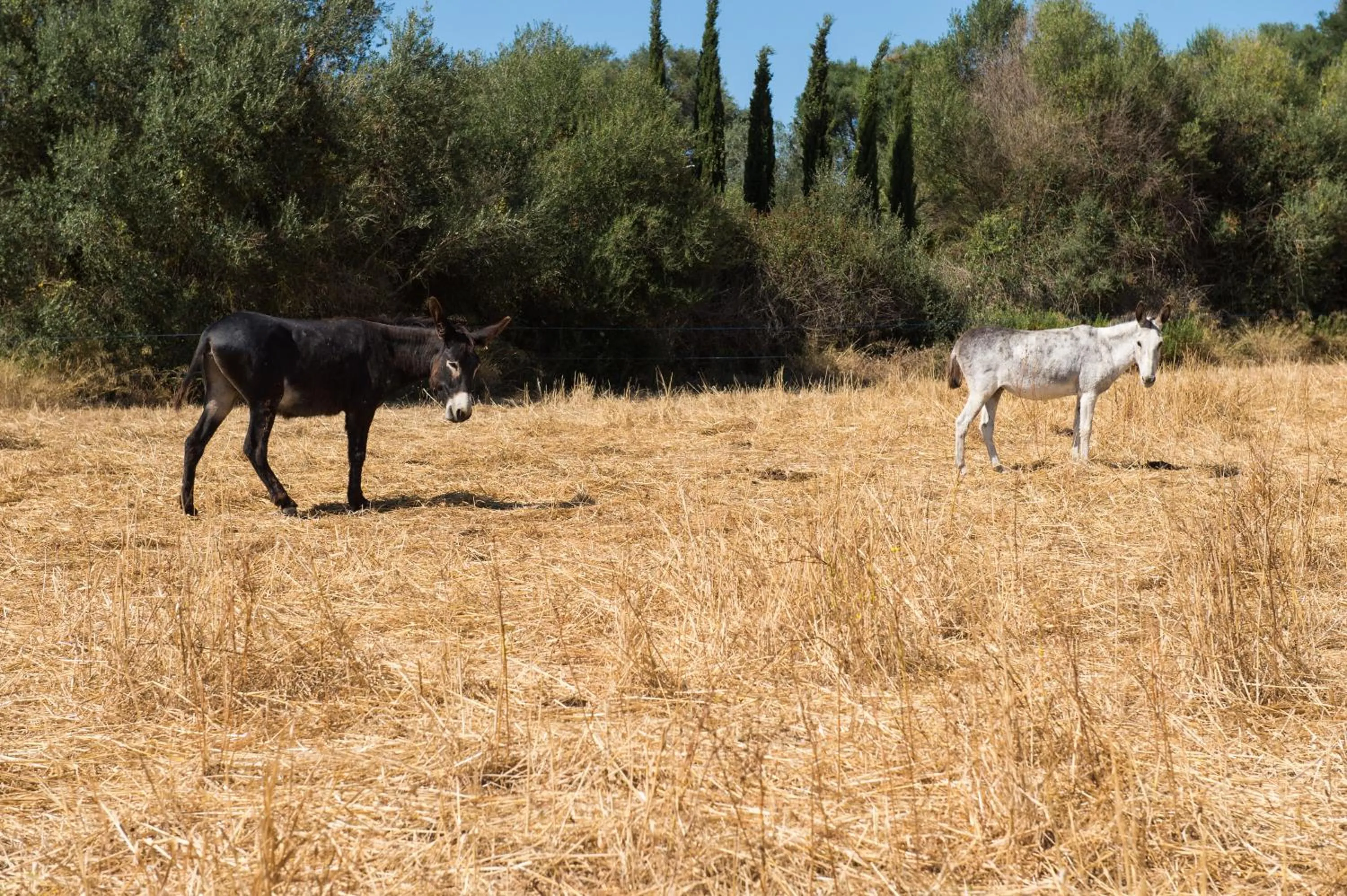 Other in Agroturismo Can Feliu