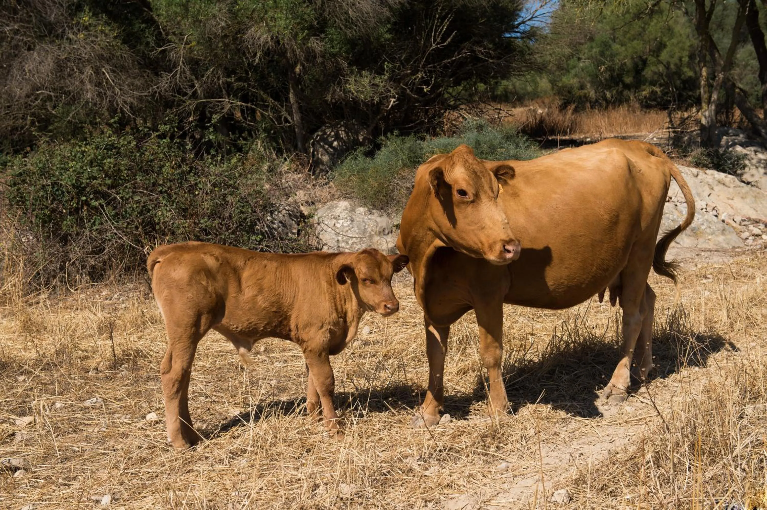 Other in Agroturismo Can Feliu
