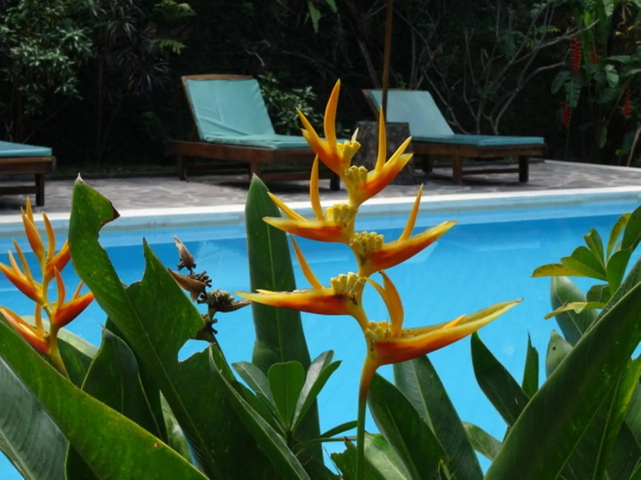 Pool view in Villa Jati Mangsit