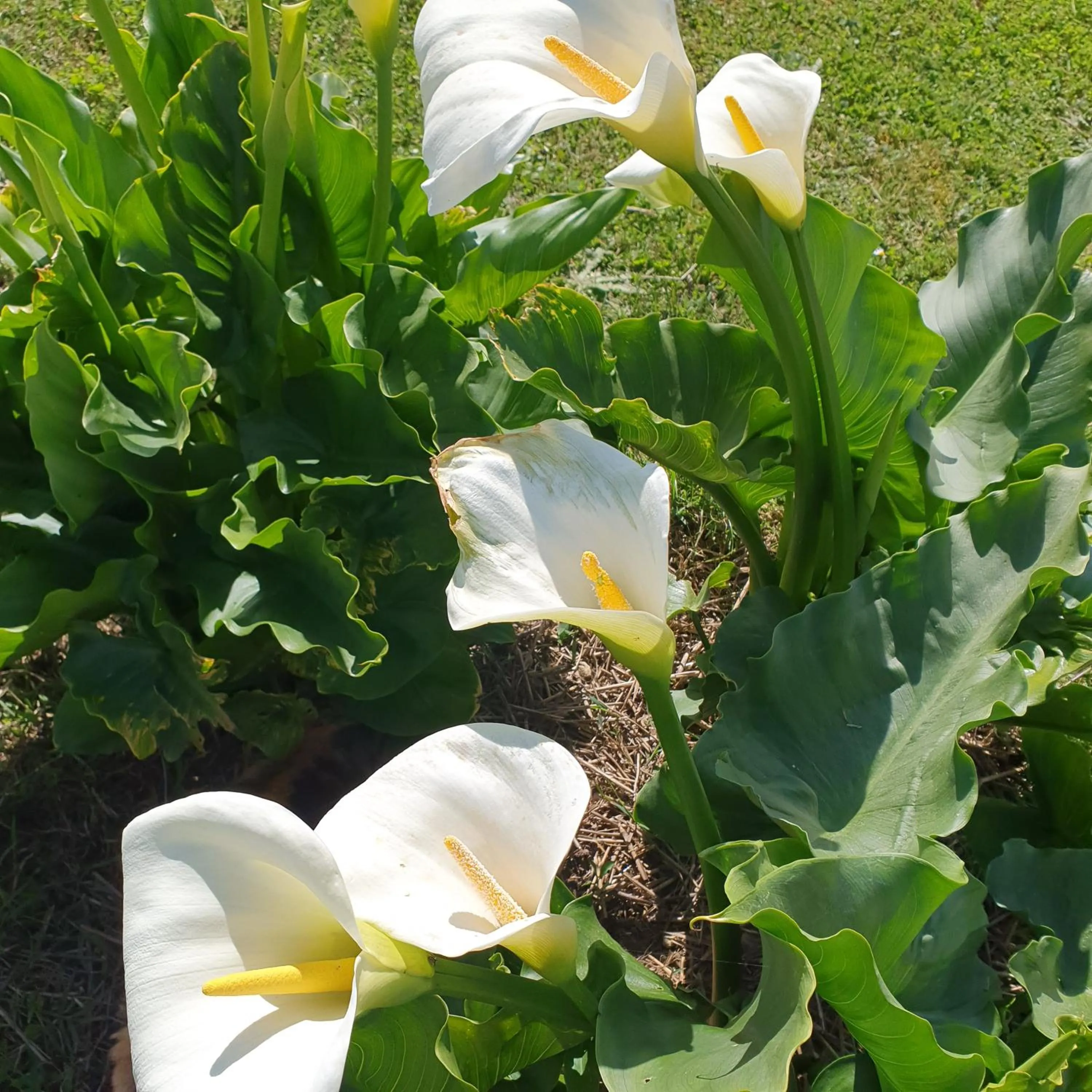 le domaine de bellevue