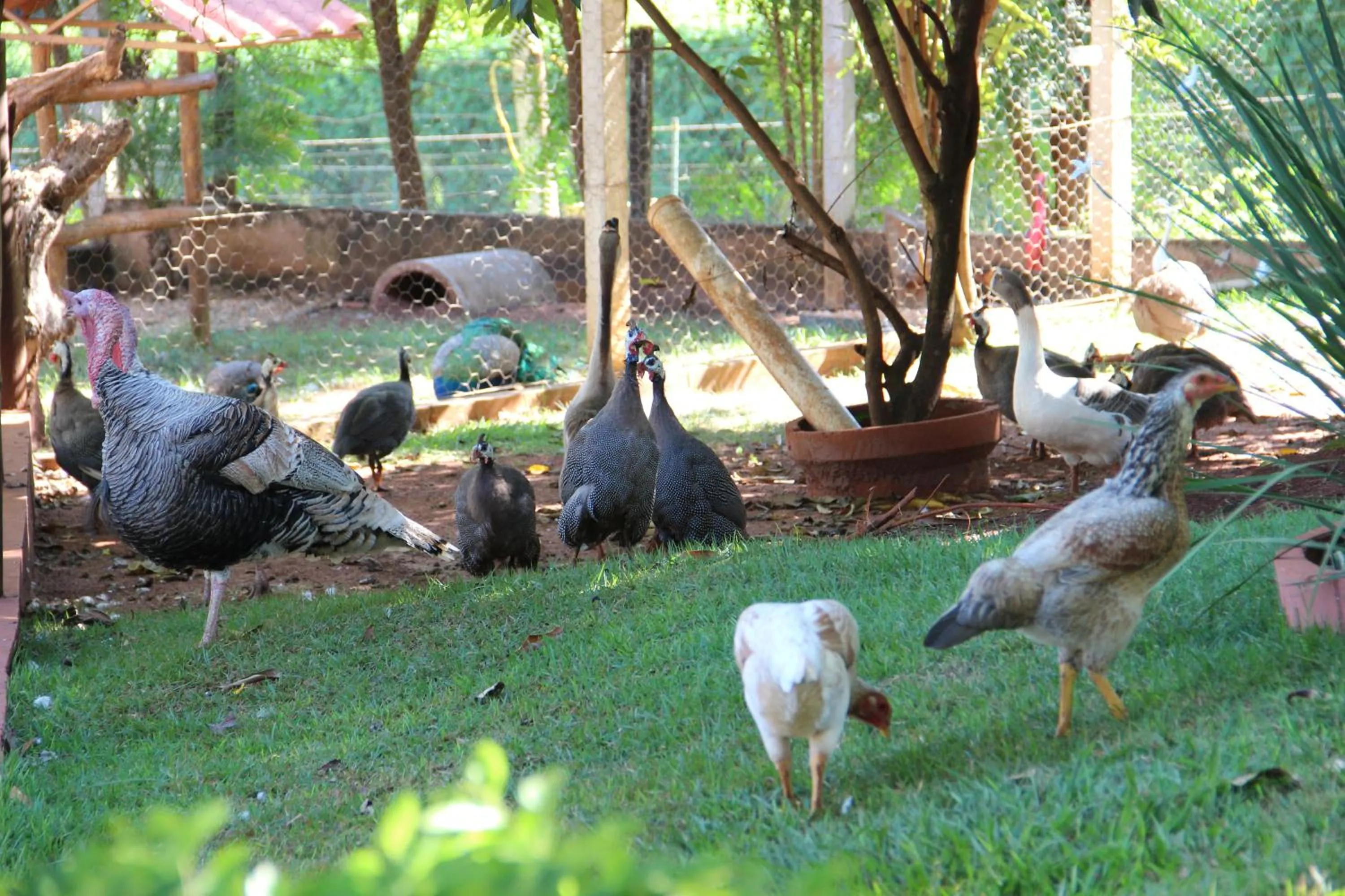 Pets in Monte Carlo Pousada