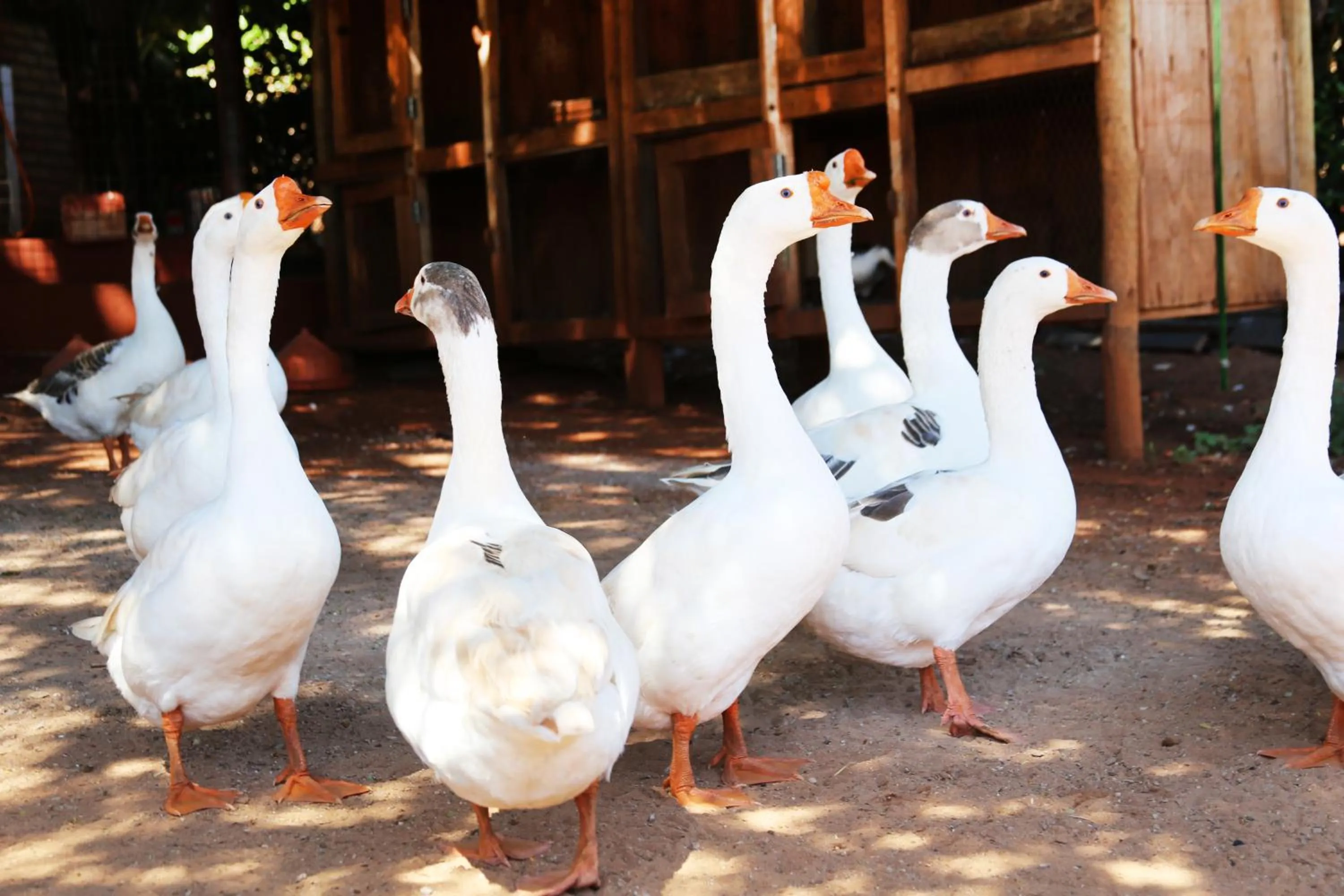 Pets in Monte Carlo Pousada