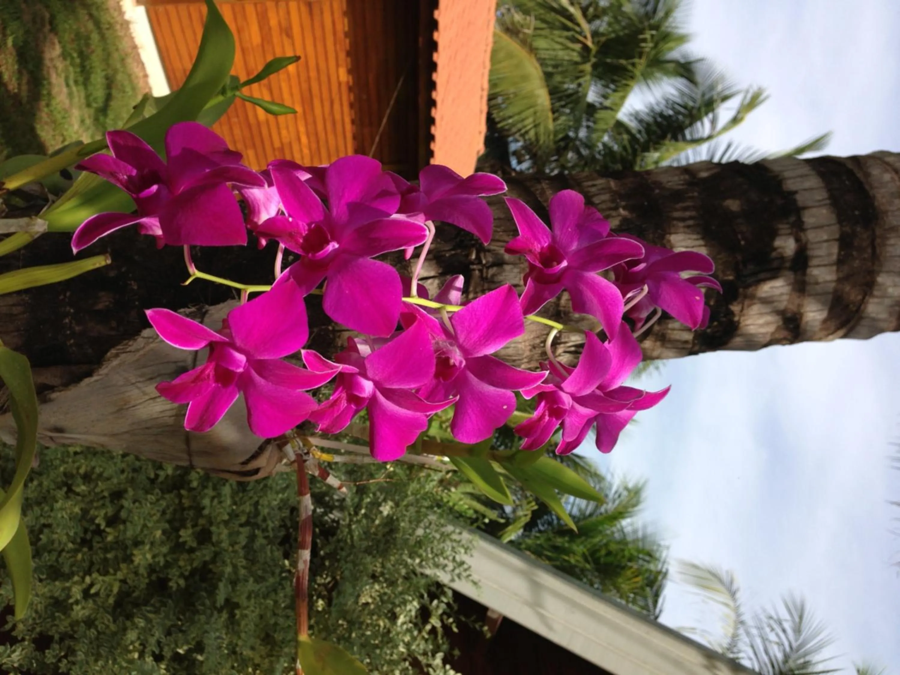 Garden in Monte Carlo Pousada