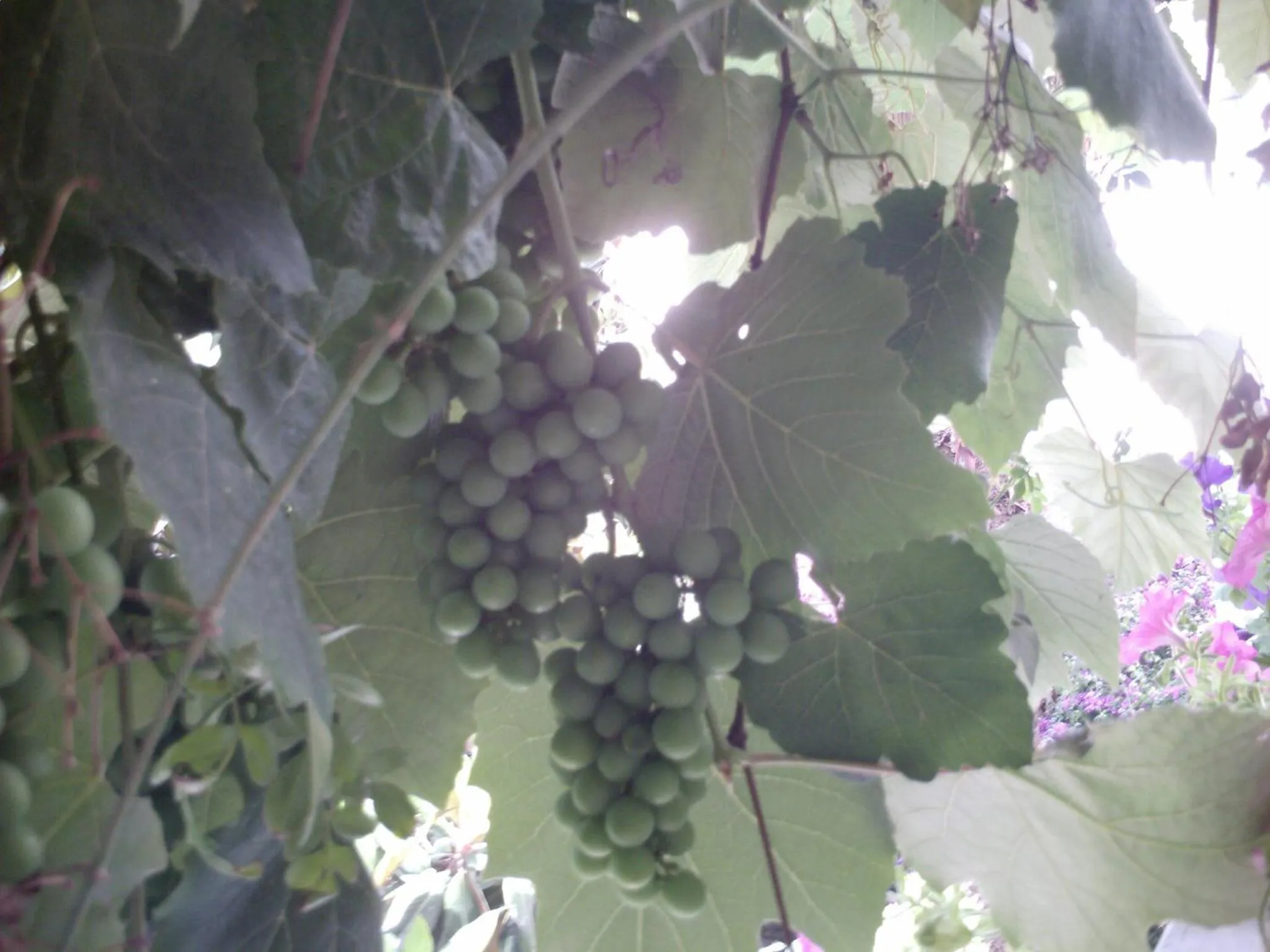 Garden in Il Giardino di Tonia - Oplontis Guest House - Bed & Garden -