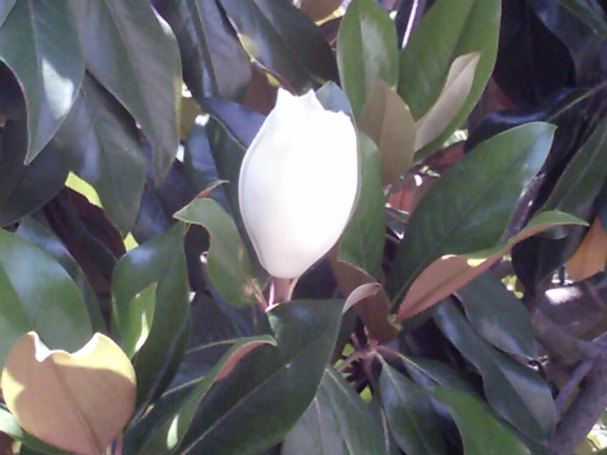 Garden in Il Giardino di Tonia - Oplontis Guest House - Bed & Garden -