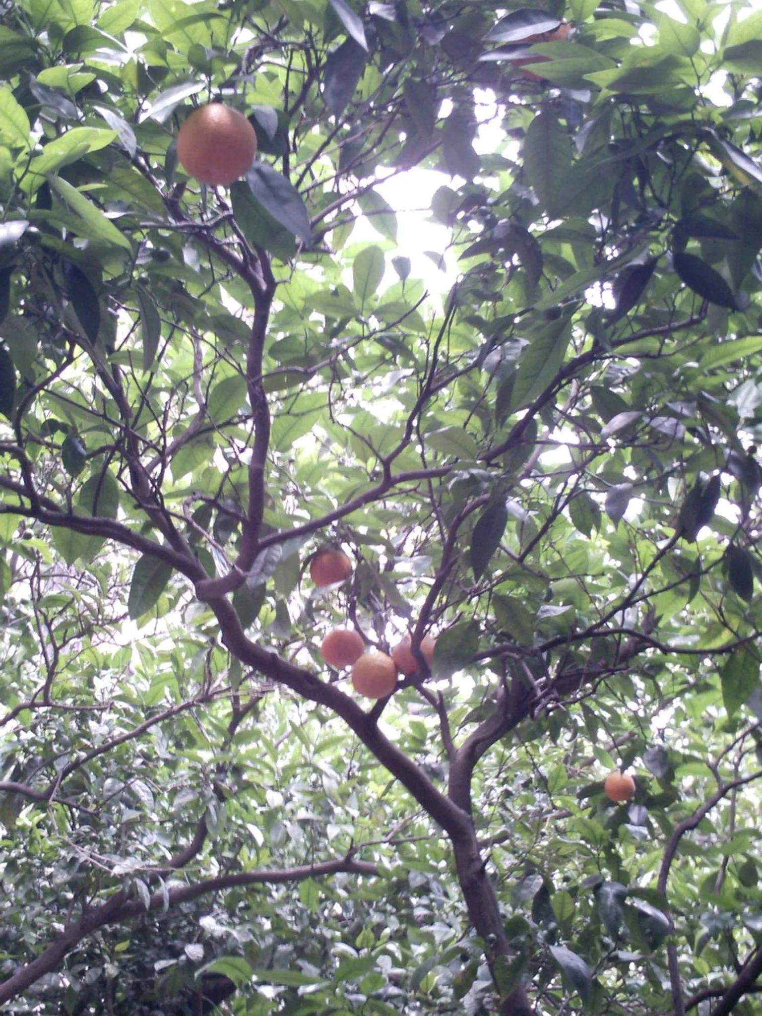 Garden in Il Giardino di Tonia - Oplontis Guest House - Bed & Garden -