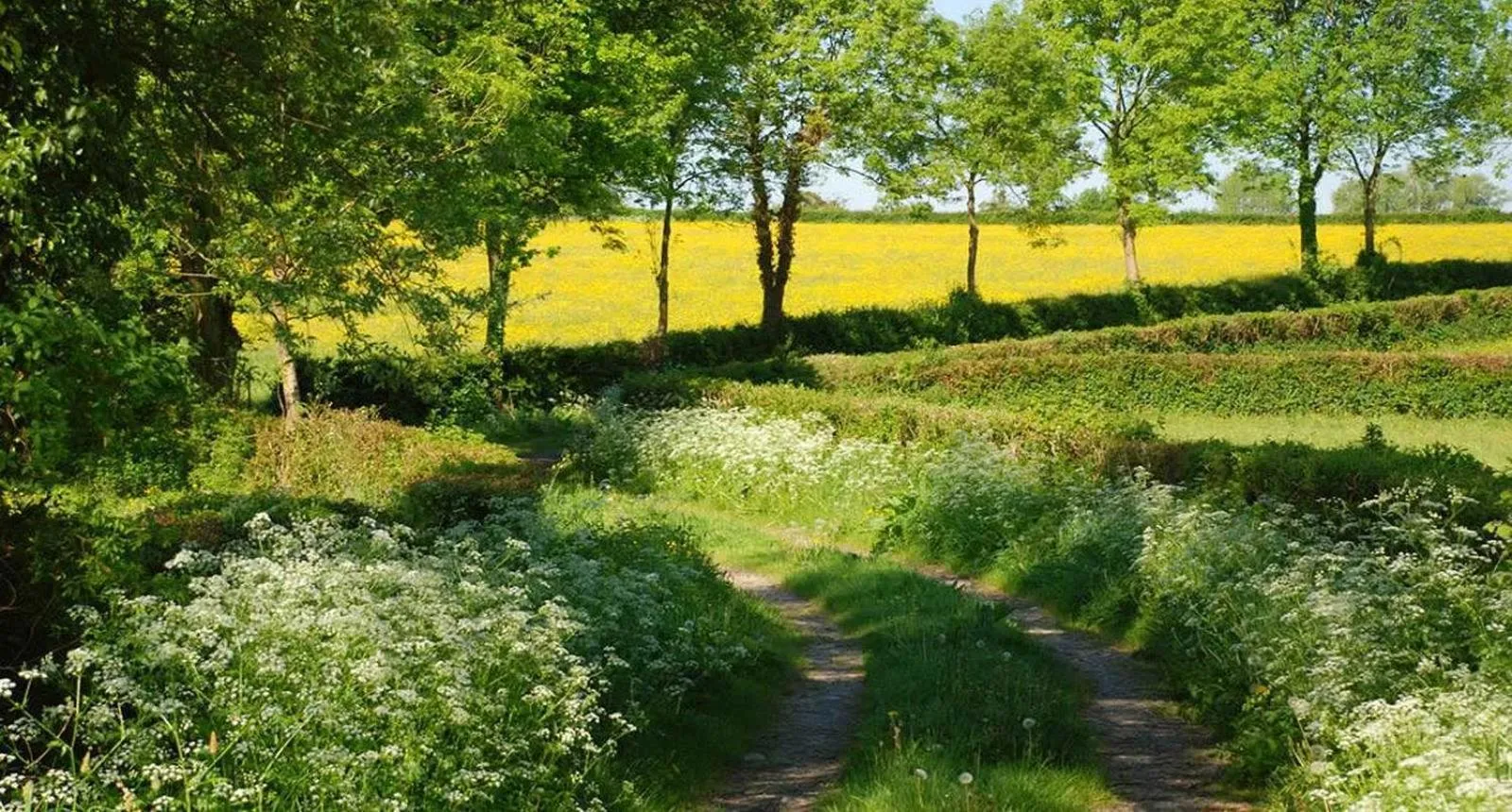 Area and facilities in Aubépine