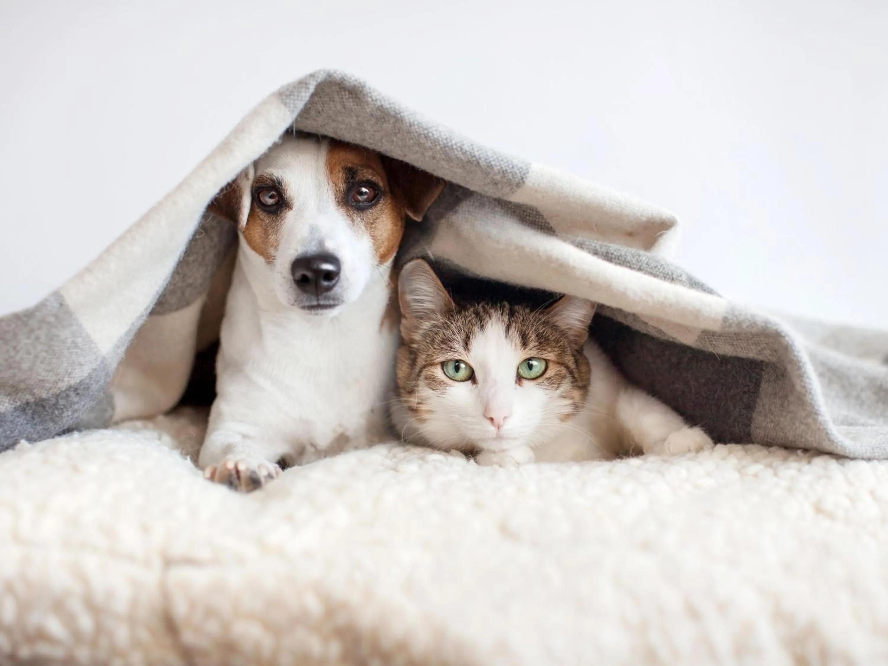 pet friendly in Apartamentos Paradis Blanc 3000