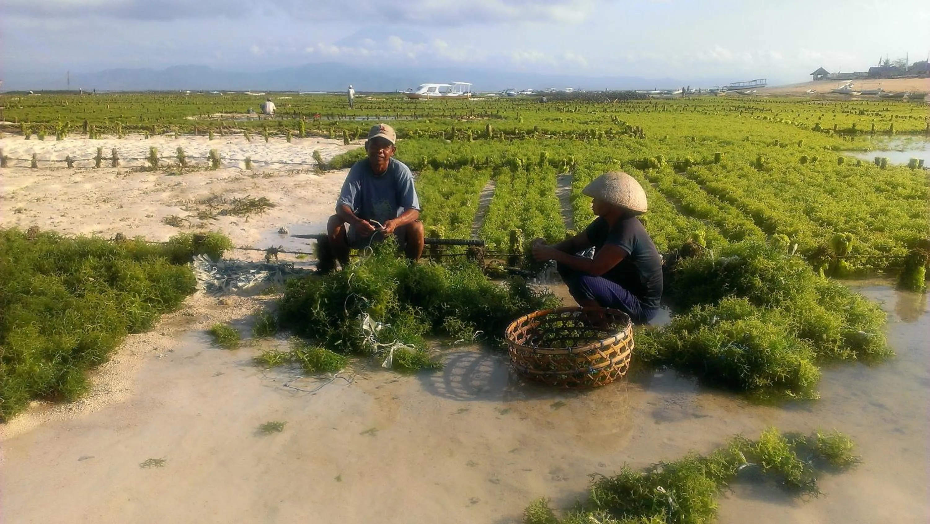 Natural landscape in Lembongan Made Inn