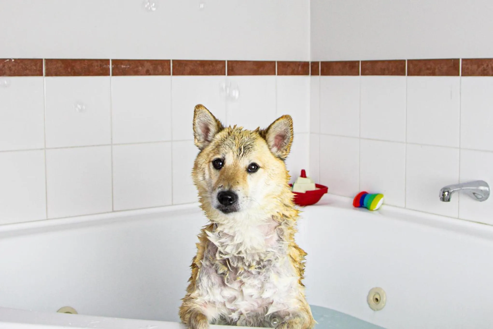 pet friendly in Arawa Park Hotel, Independent Collection by EVT