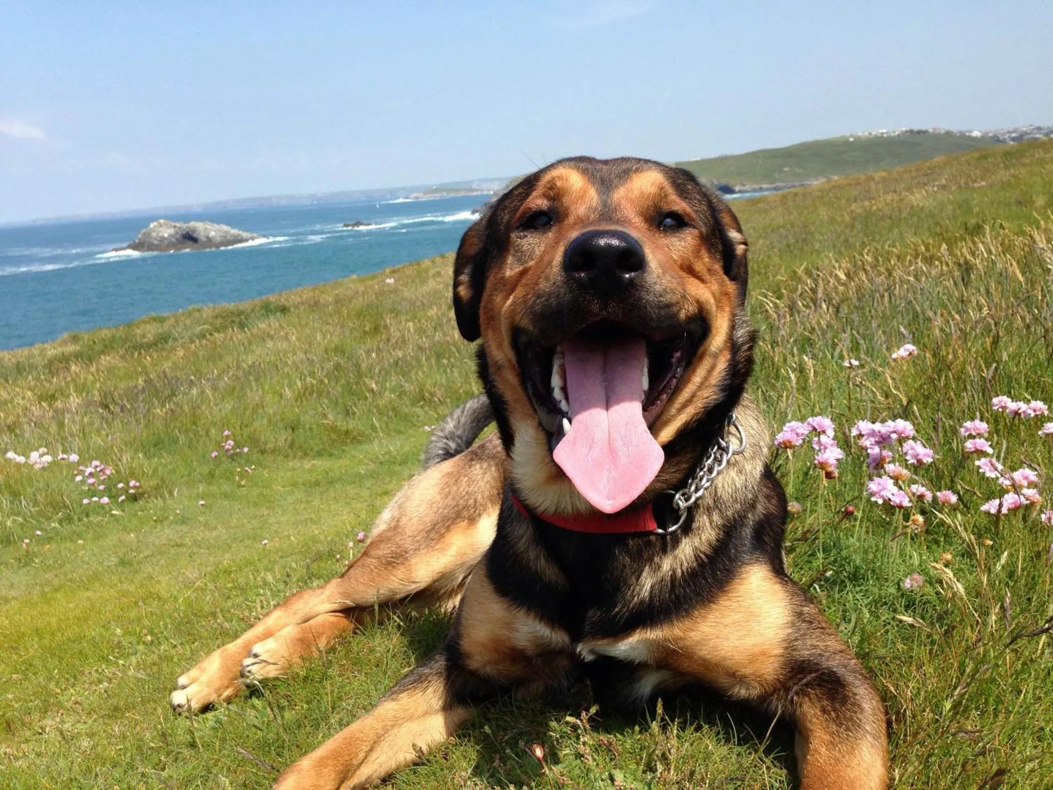 Pets in Breakers Guest House