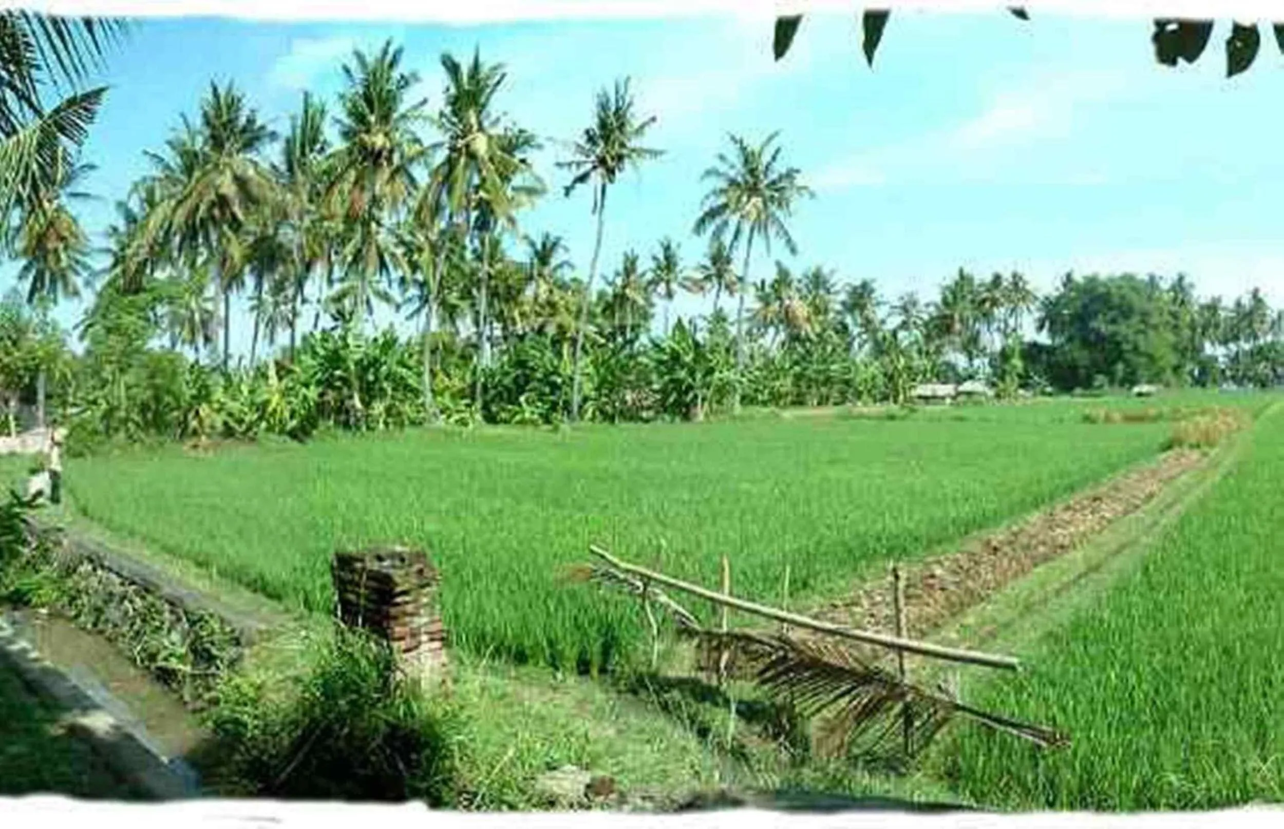 Natural landscape in Sawah Lovina