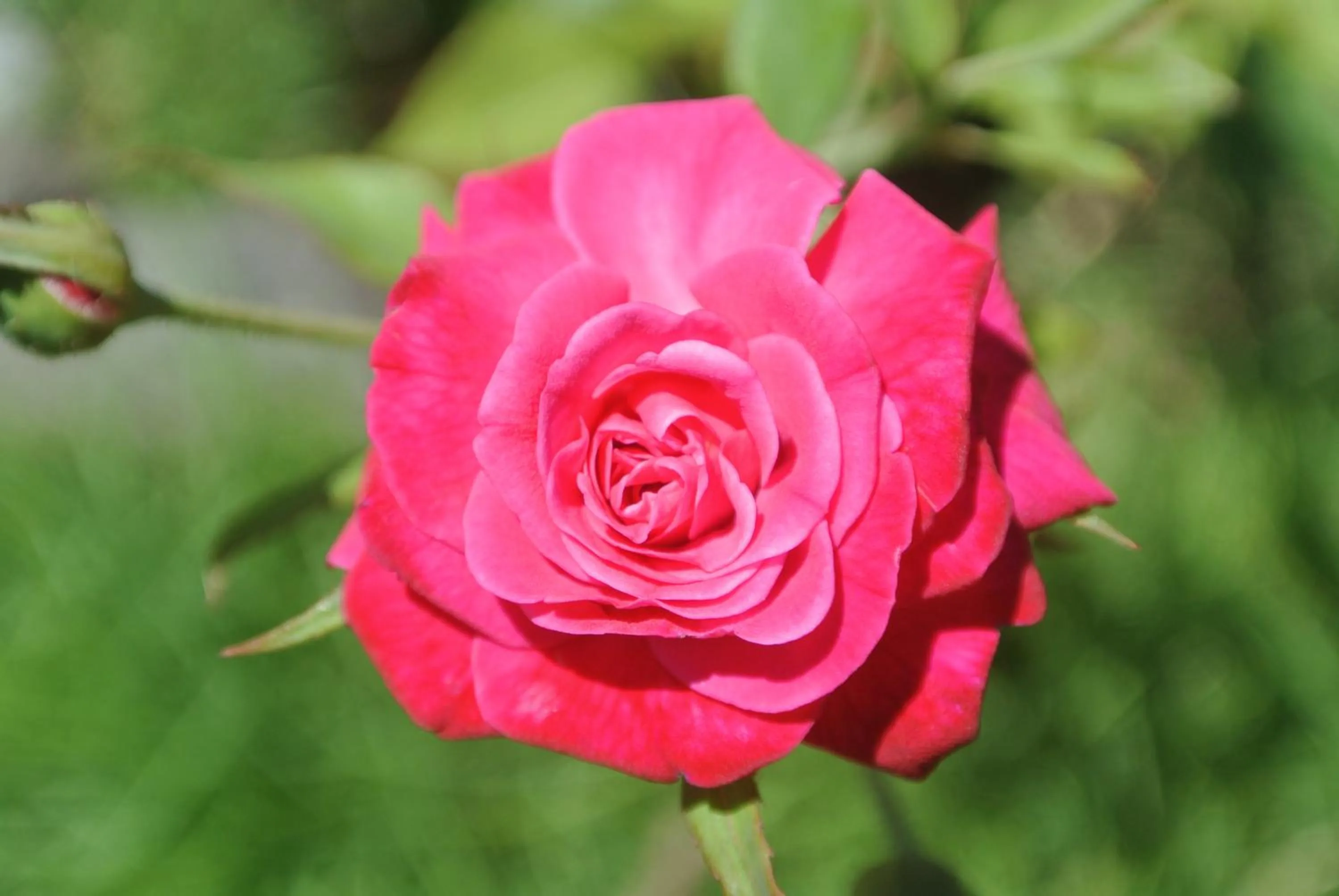 Garden in Tongatok Cliff Resort