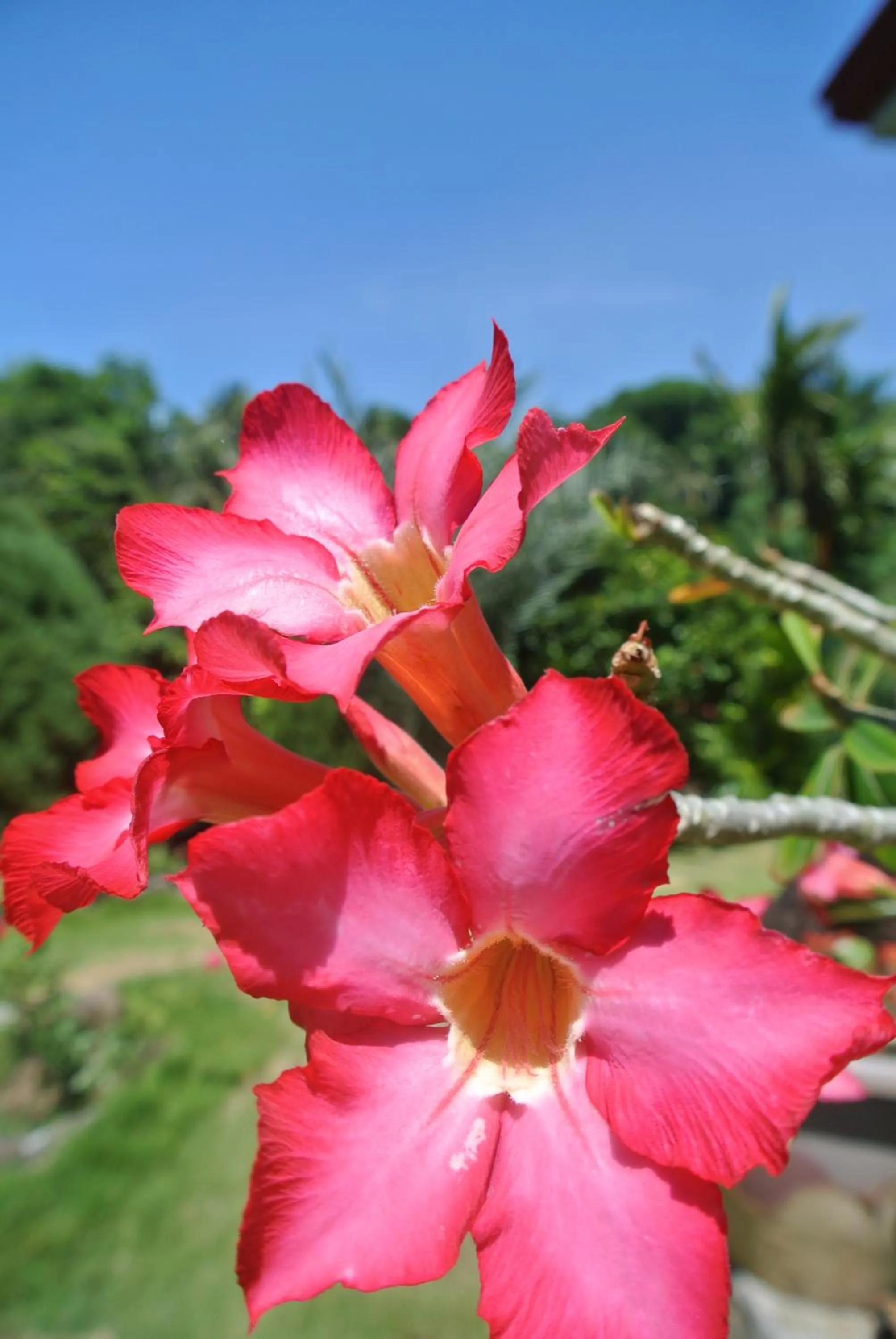 Garden in Tongatok Cliff Resort
