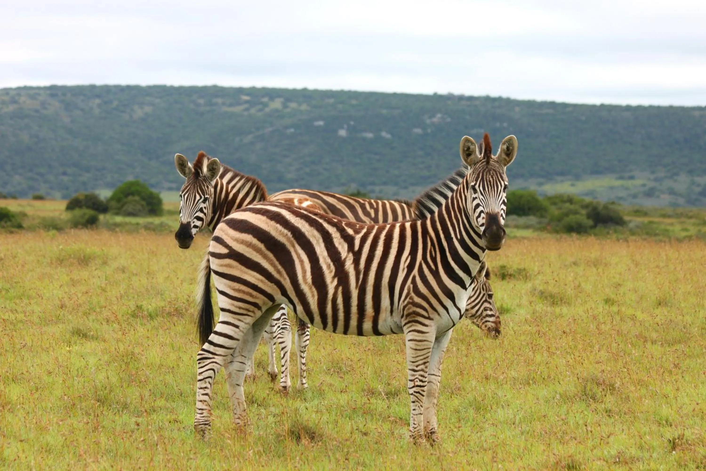 Day in Leeuwenbosch Country House - Amakhala Game Reserve