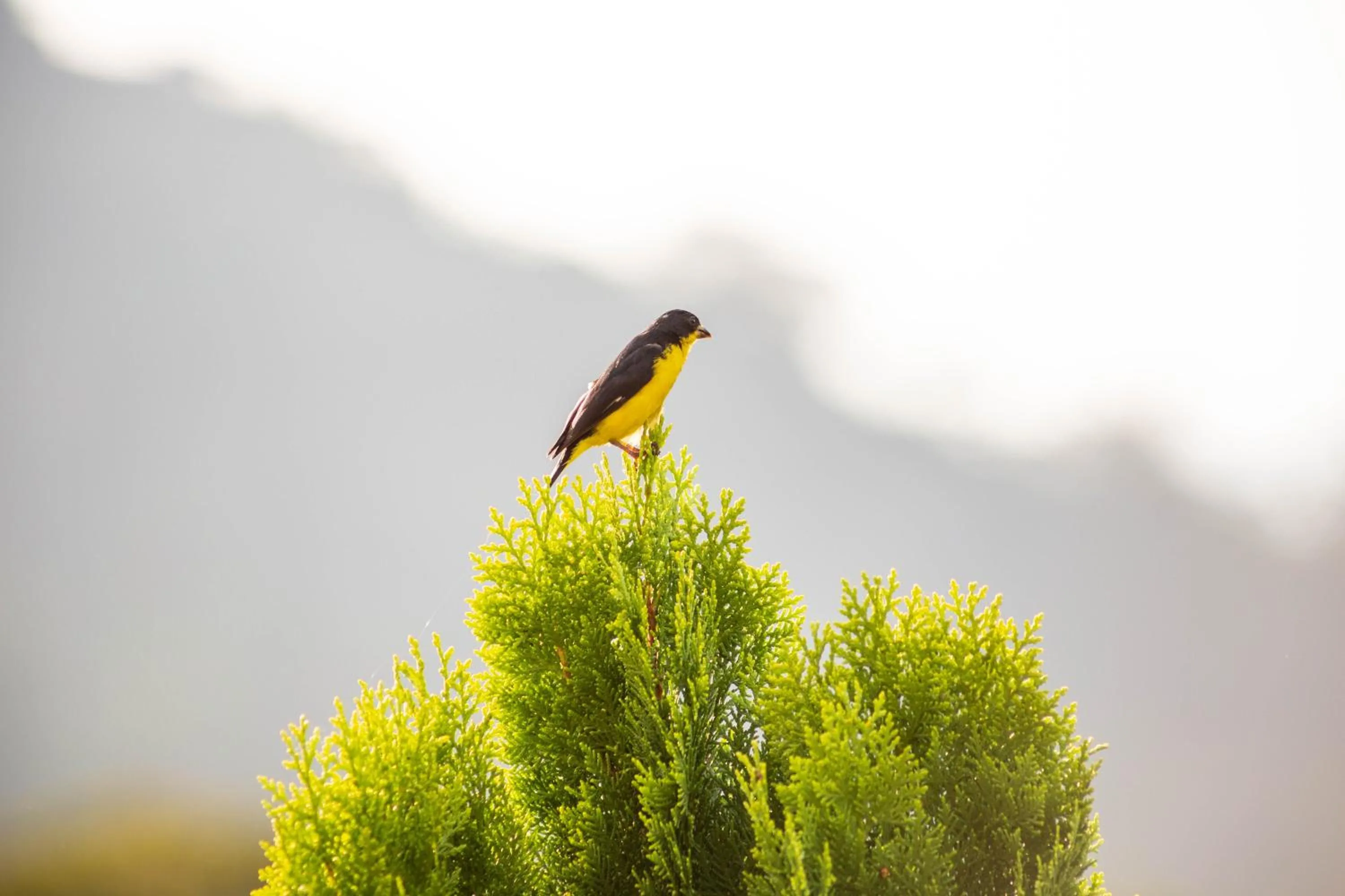 Animals in Loma Nevada Minca Hotel