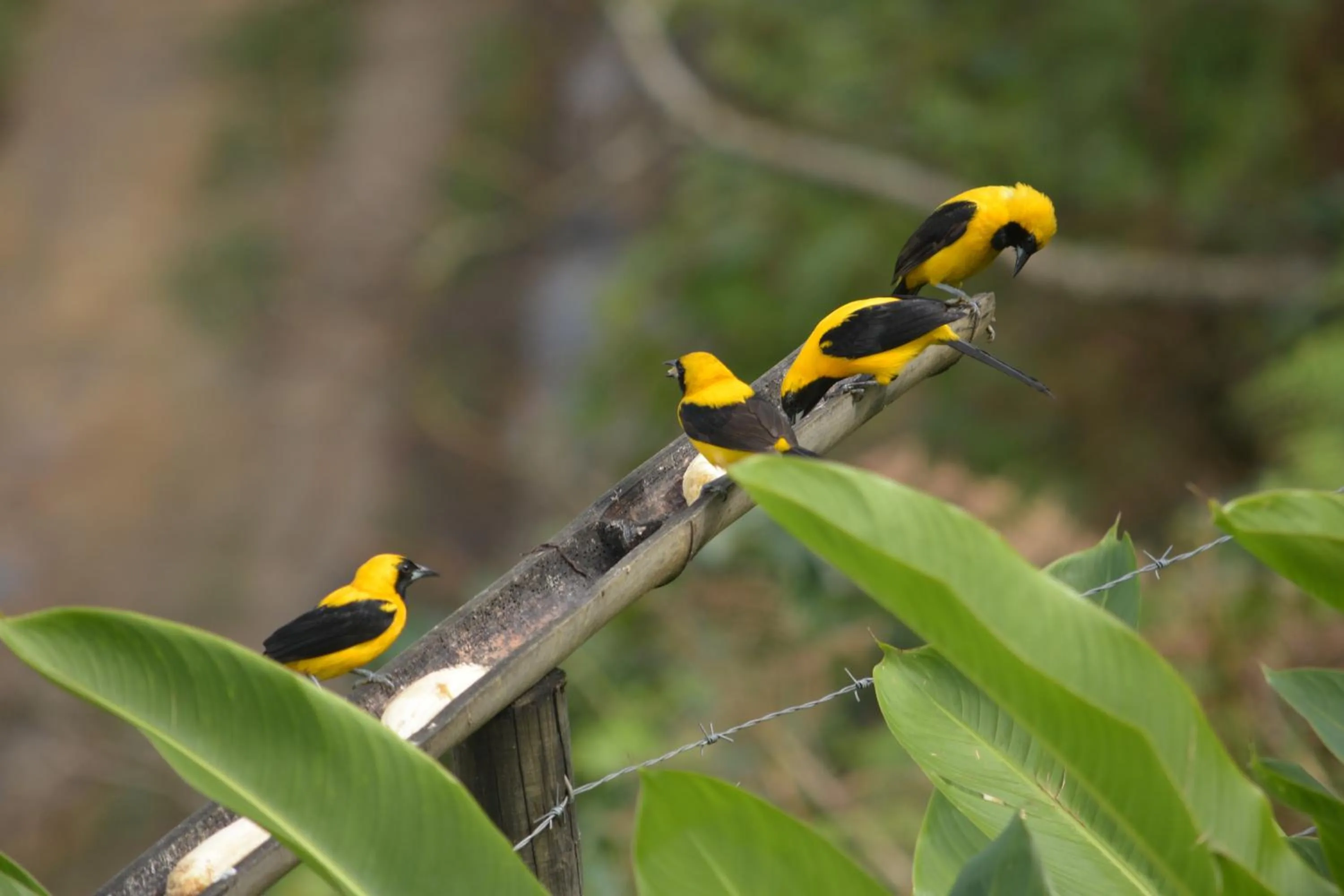 Natural landscape in Loma Nevada Minca Hotel