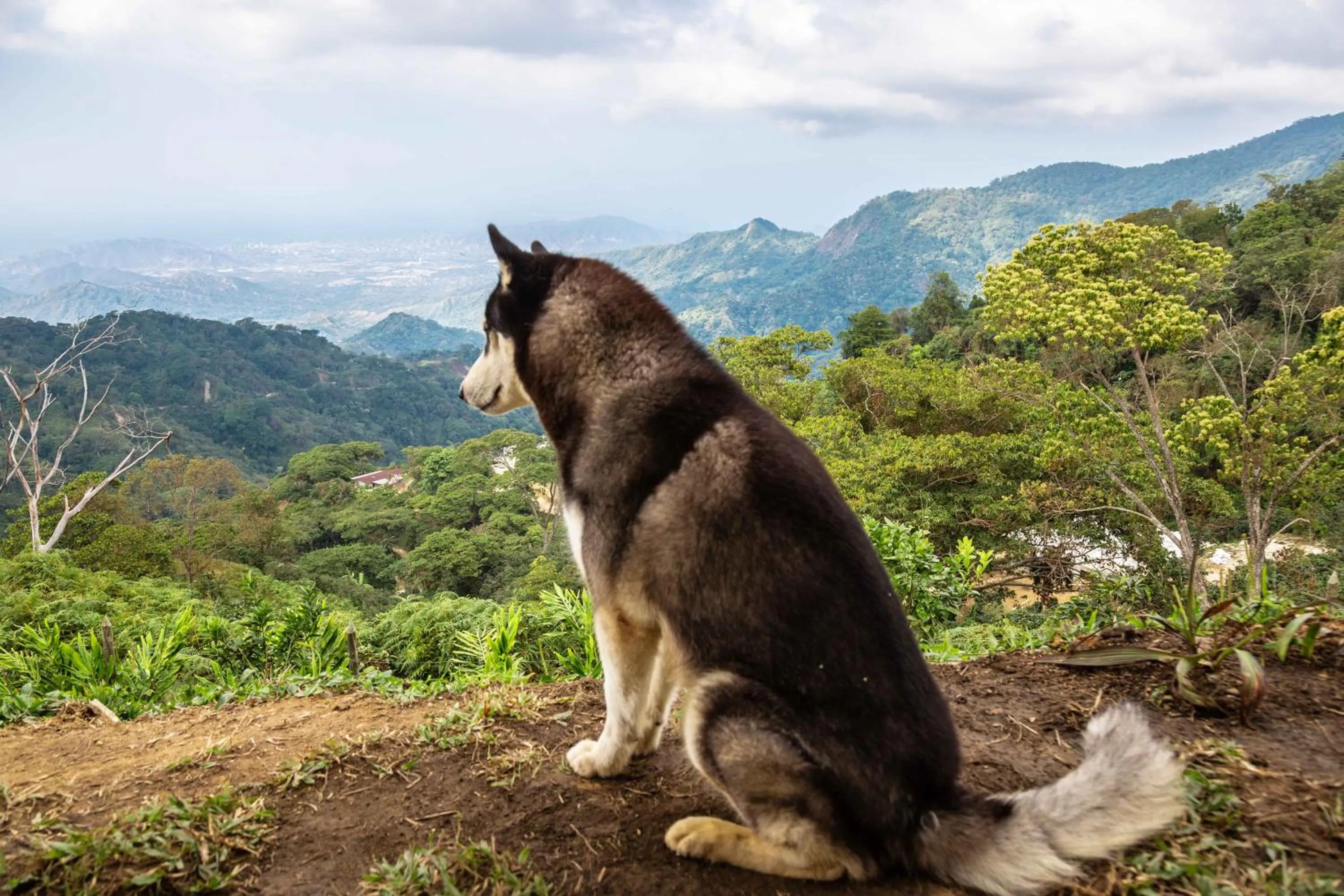 Pets in Loma Nevada Minca Hotel