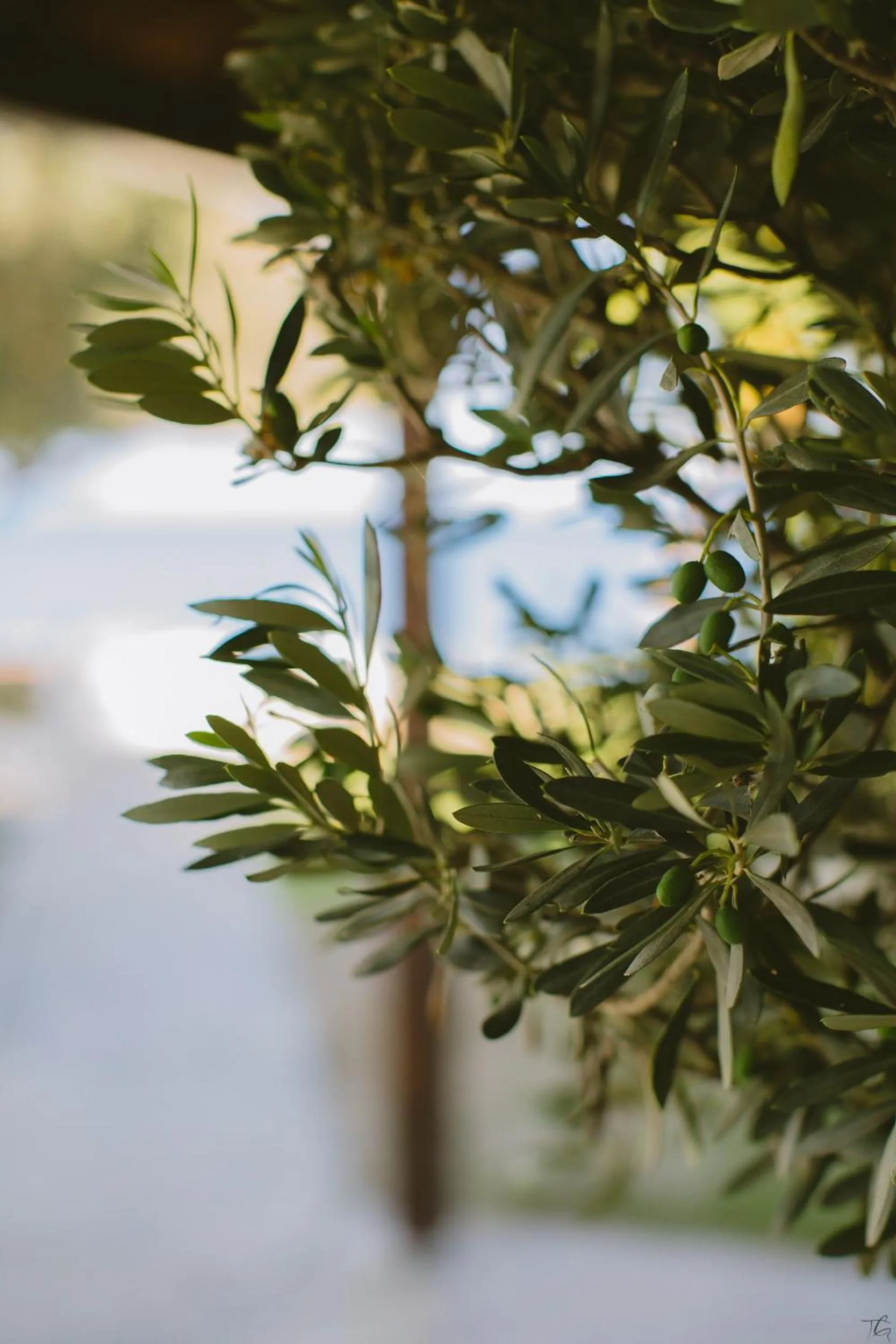 Garden in Elya Beach Luxury Suites