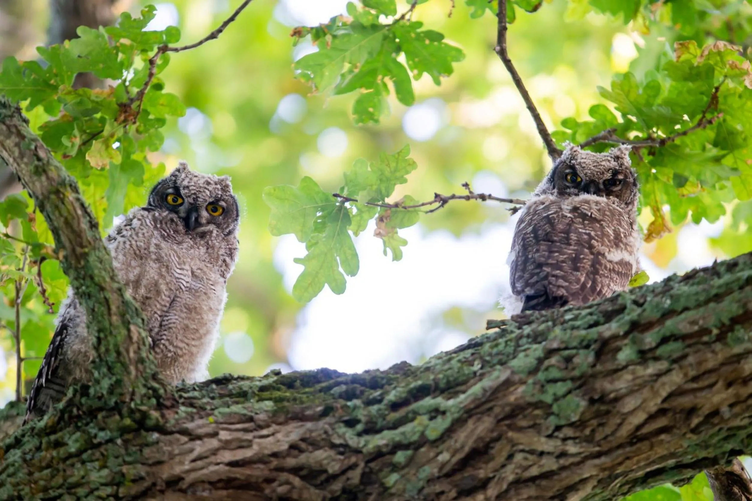Natural landscape in Vredenburg Manor House