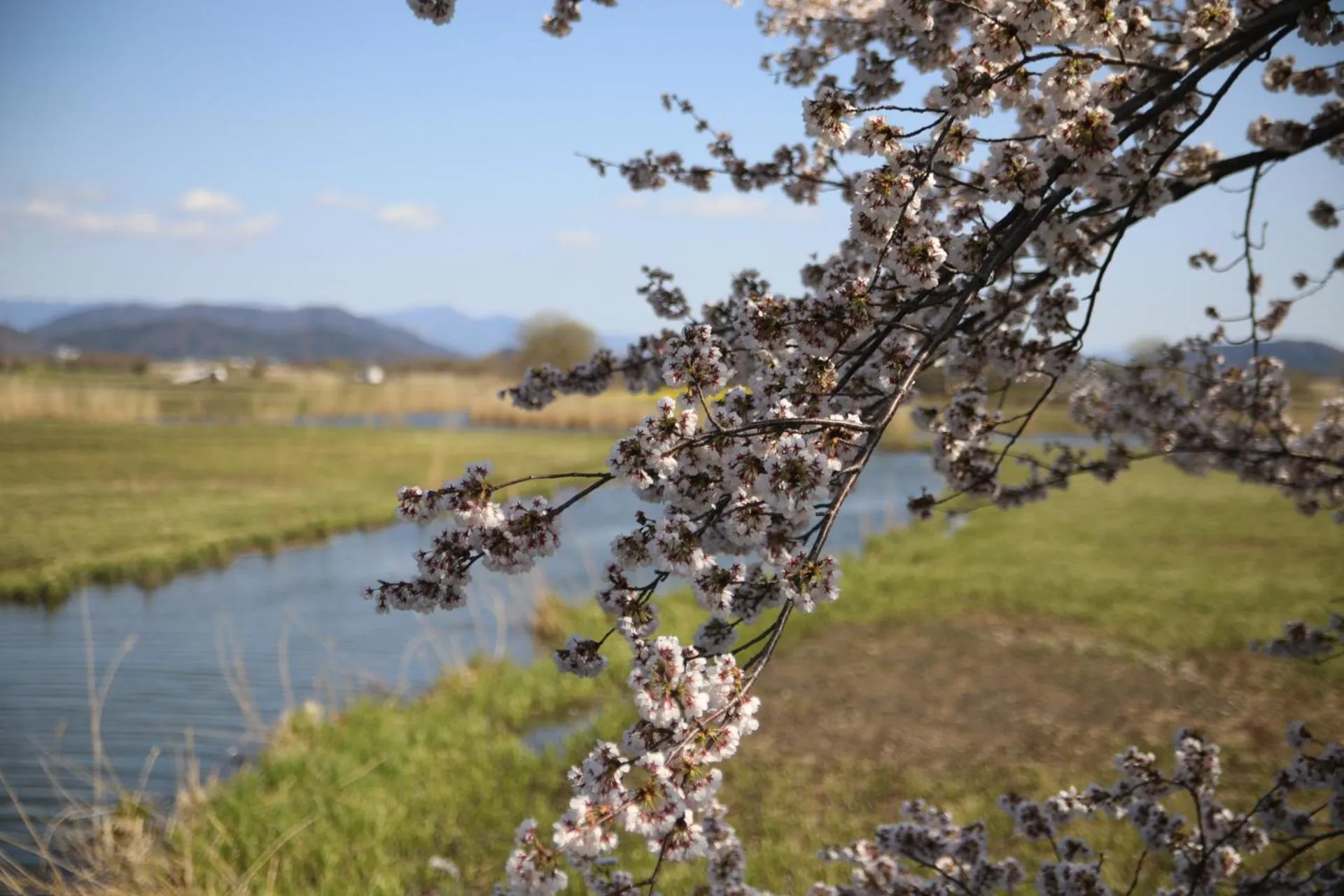 Spring in Stay Omihachiman Ekimae Inn