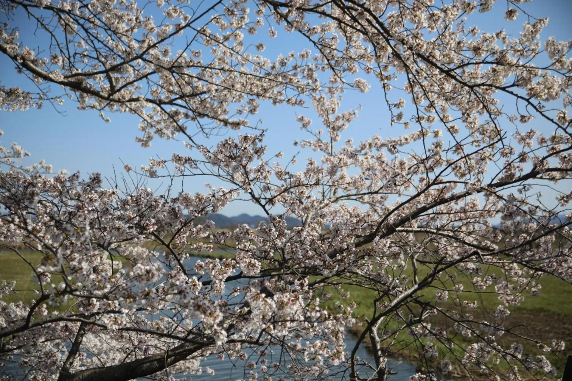 Spring in Stay Omihachiman Ekimae Inn