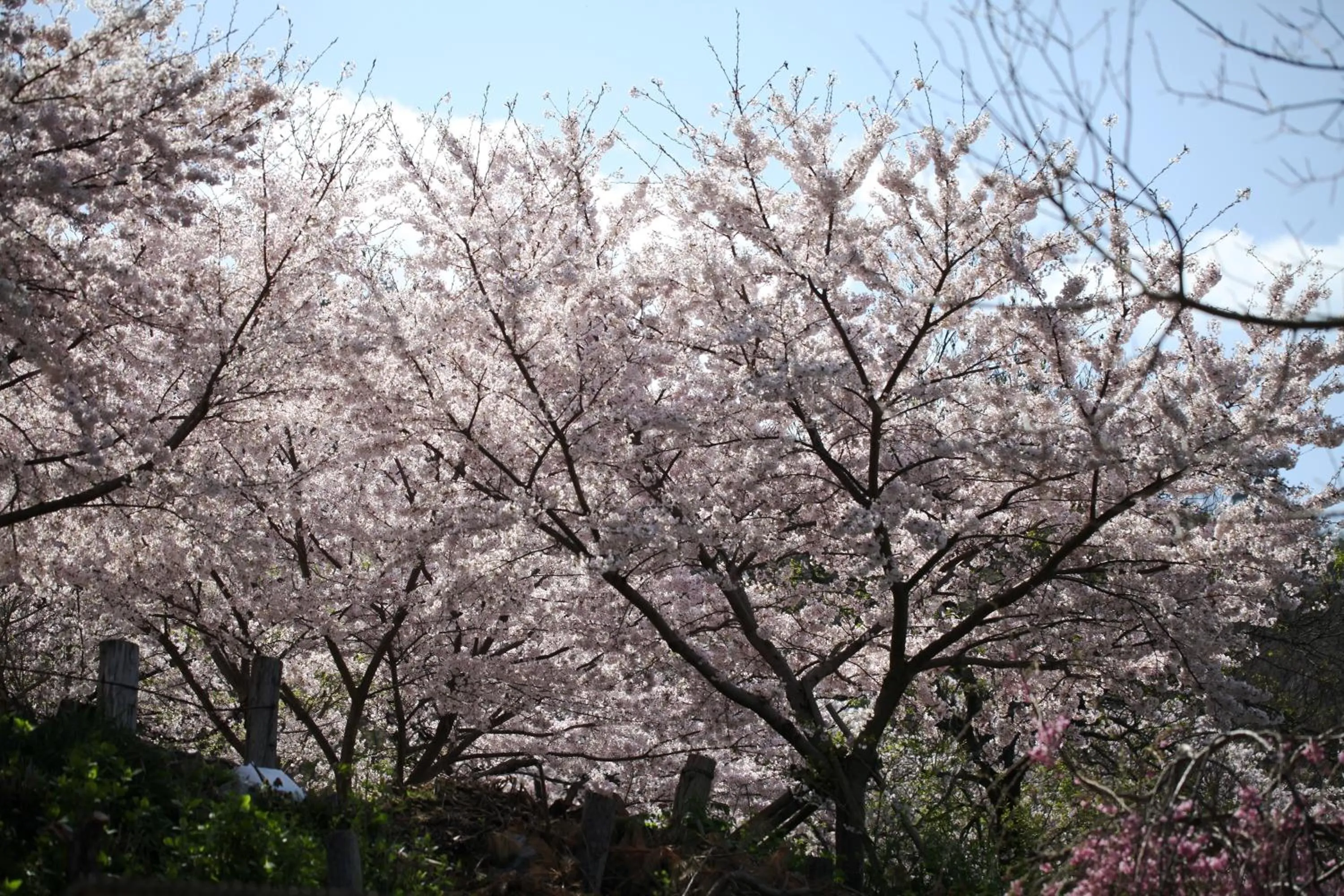 Natural landscape in Stay Omihachiman Ekimae Inn