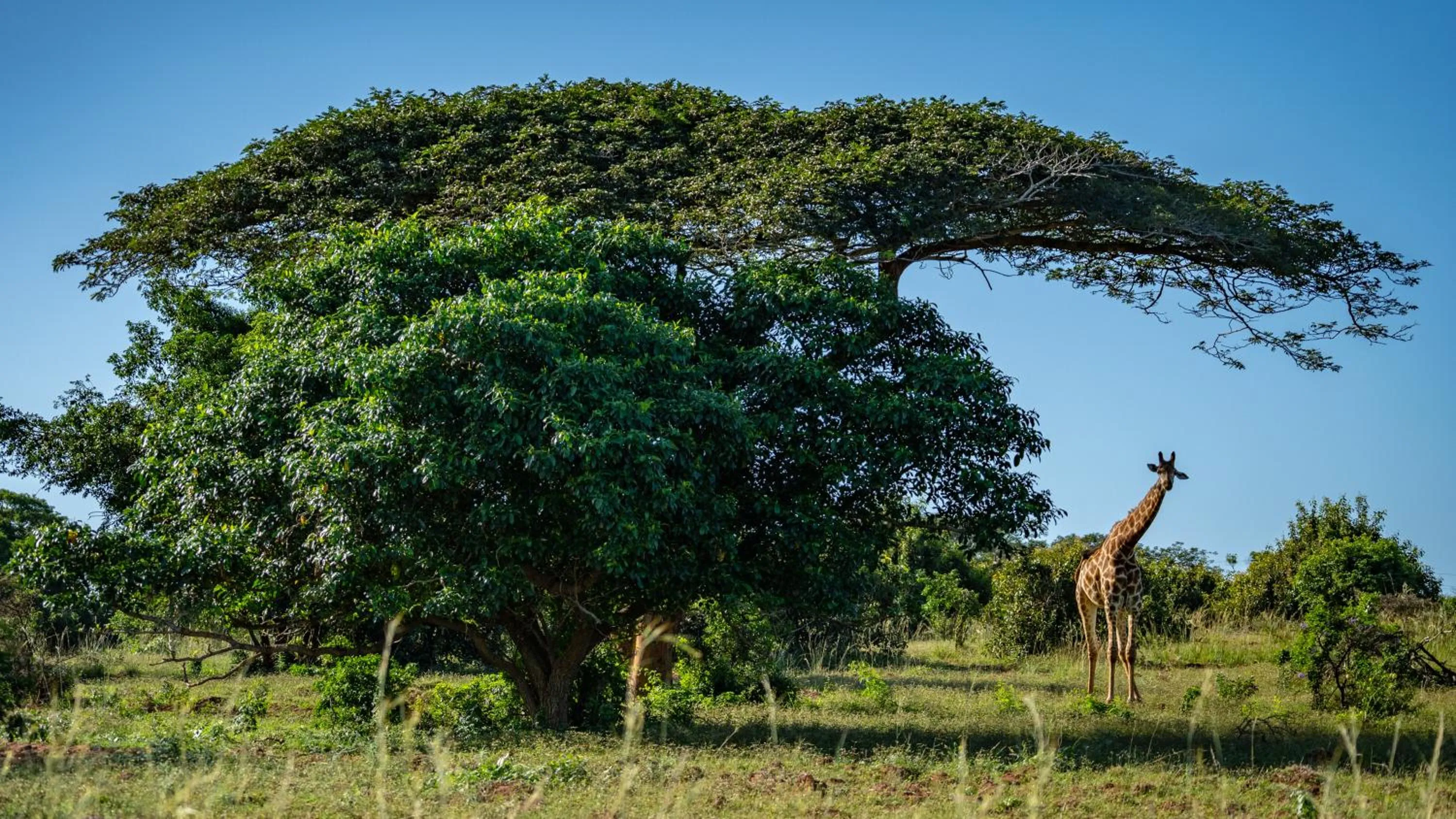 Natural landscape in Gooderson Bushlands Game Lodge