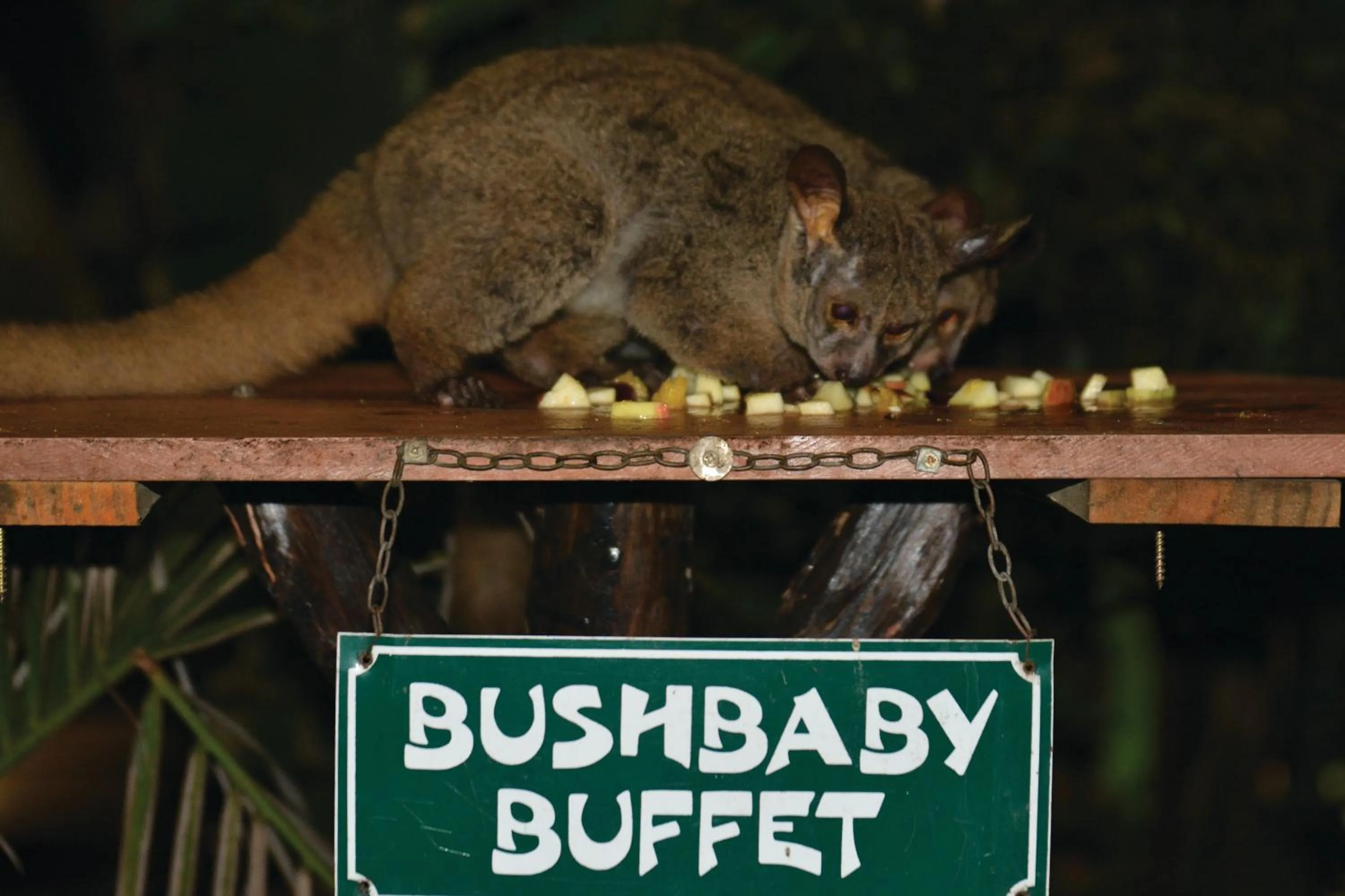 Animals in Gooderson Bushlands Game Lodge