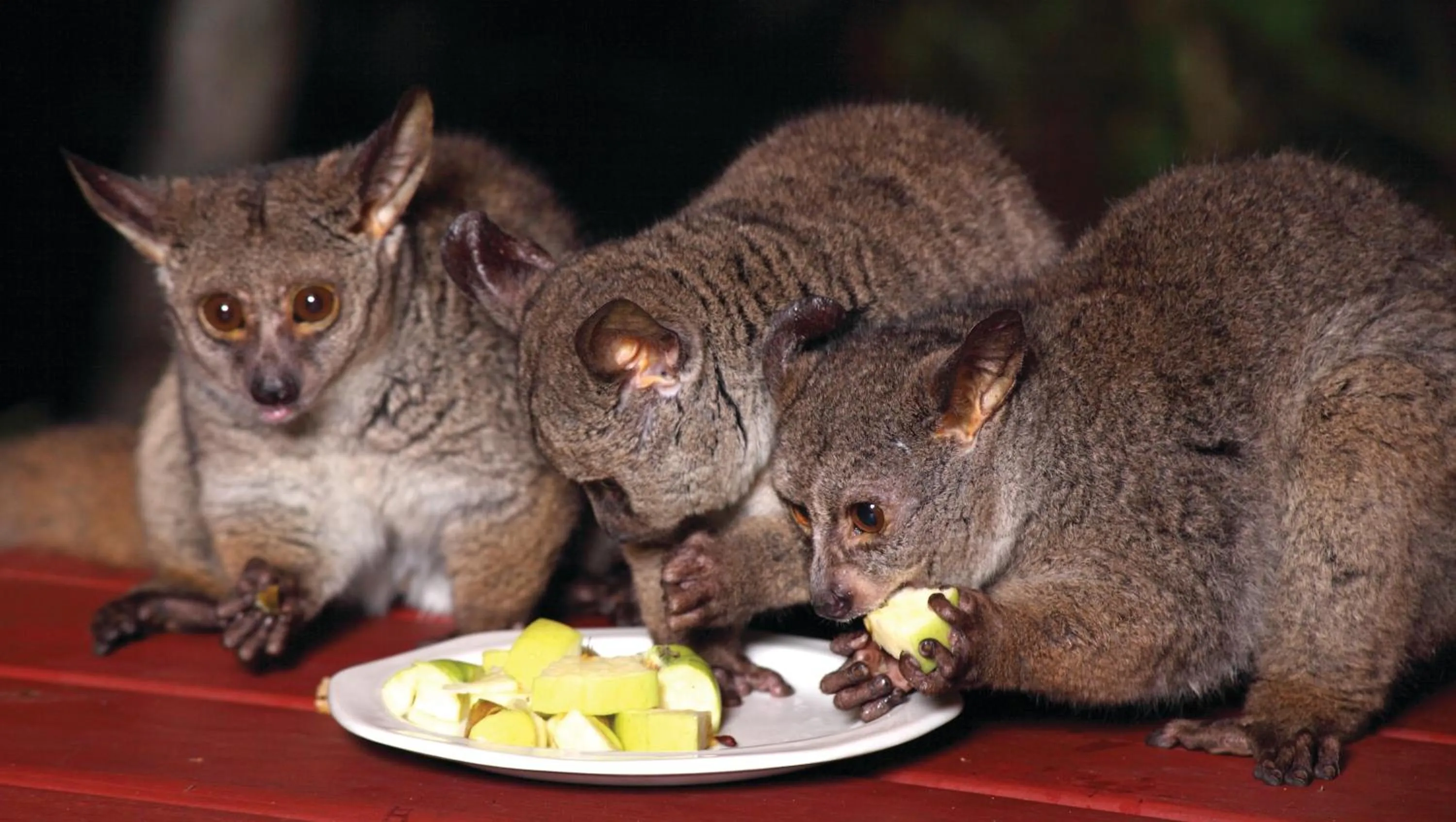 Night in Gooderson Bushlands Game Lodge