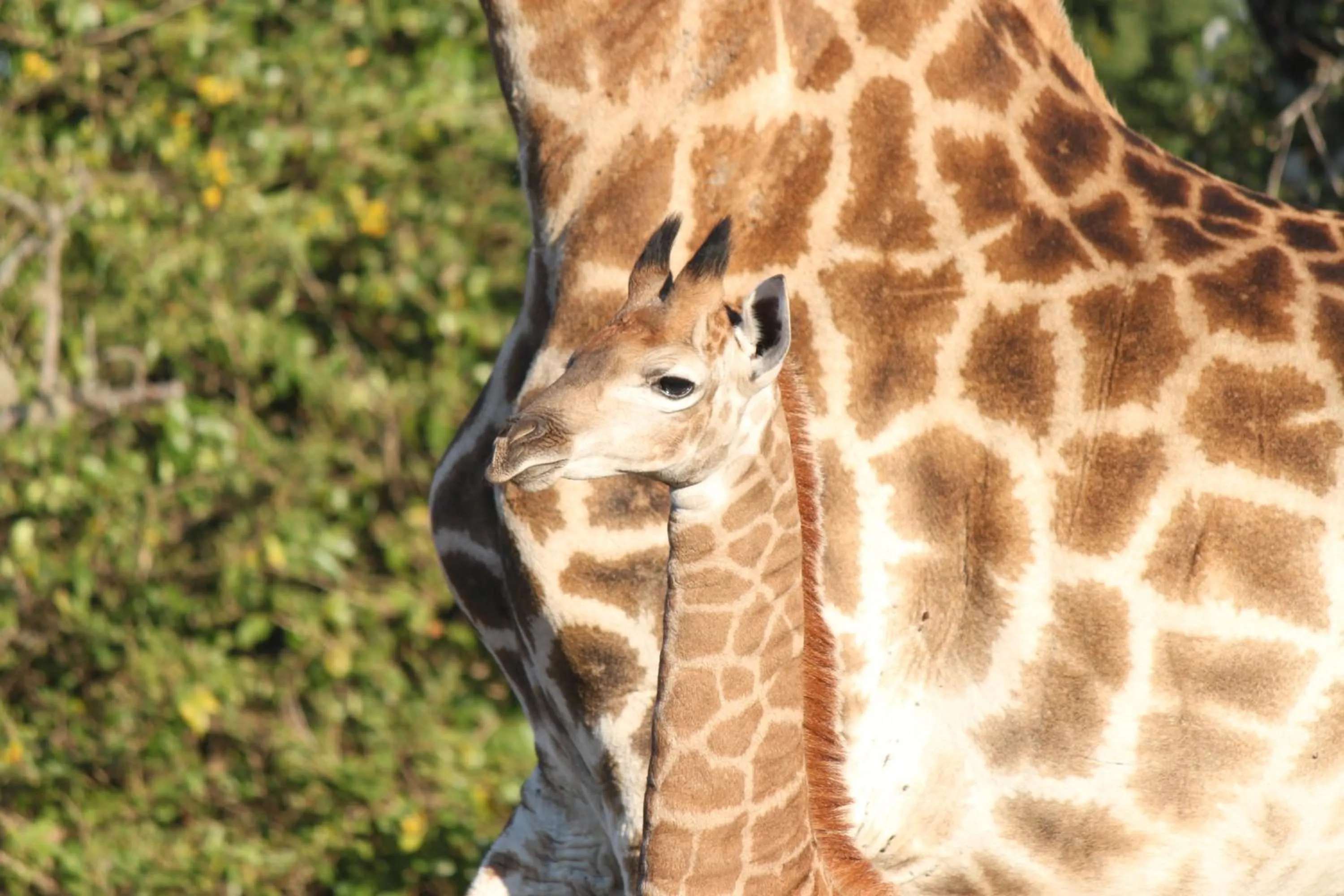 Animals in Gooderson Bushlands Game Lodge