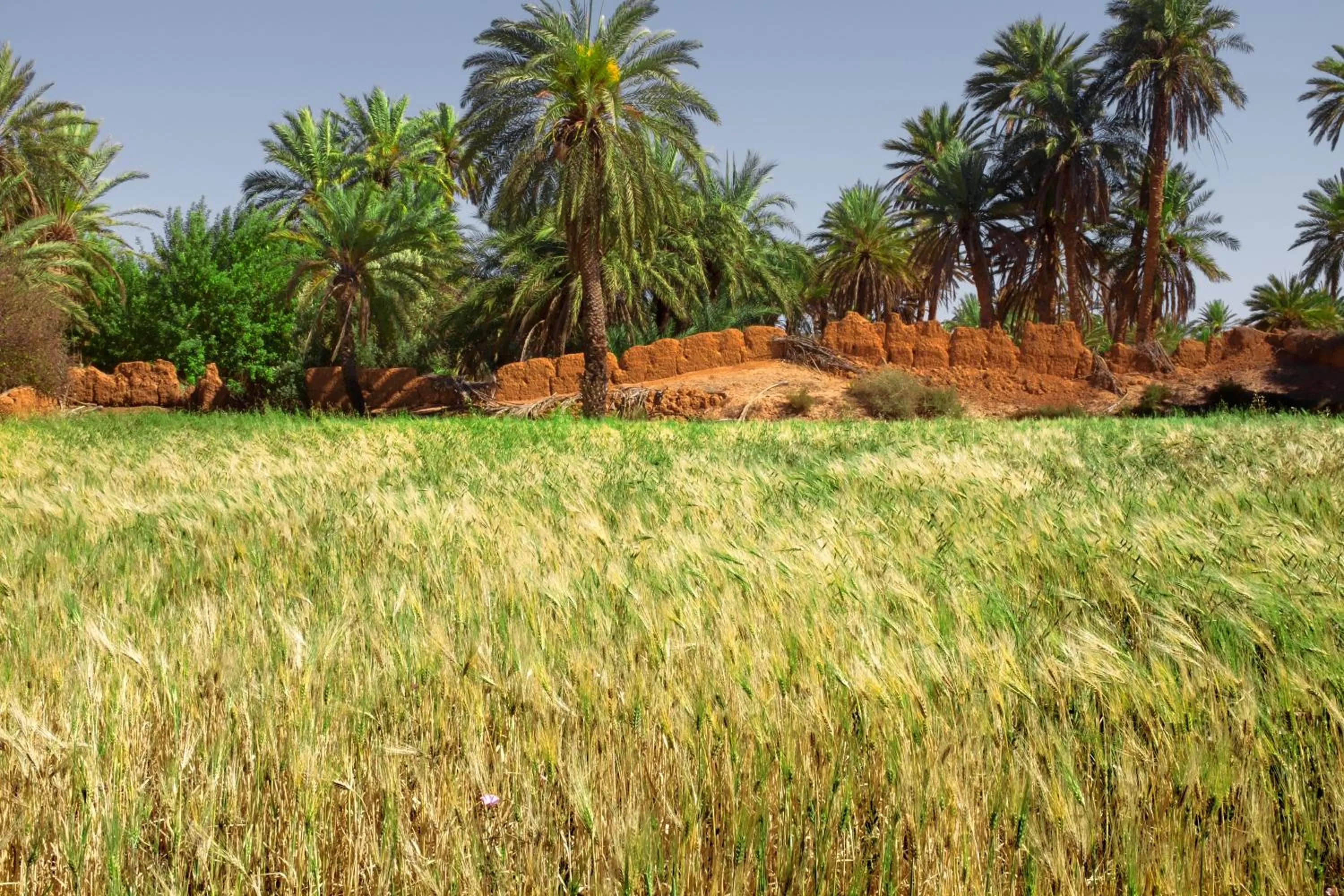 Garden in Maison Nomades