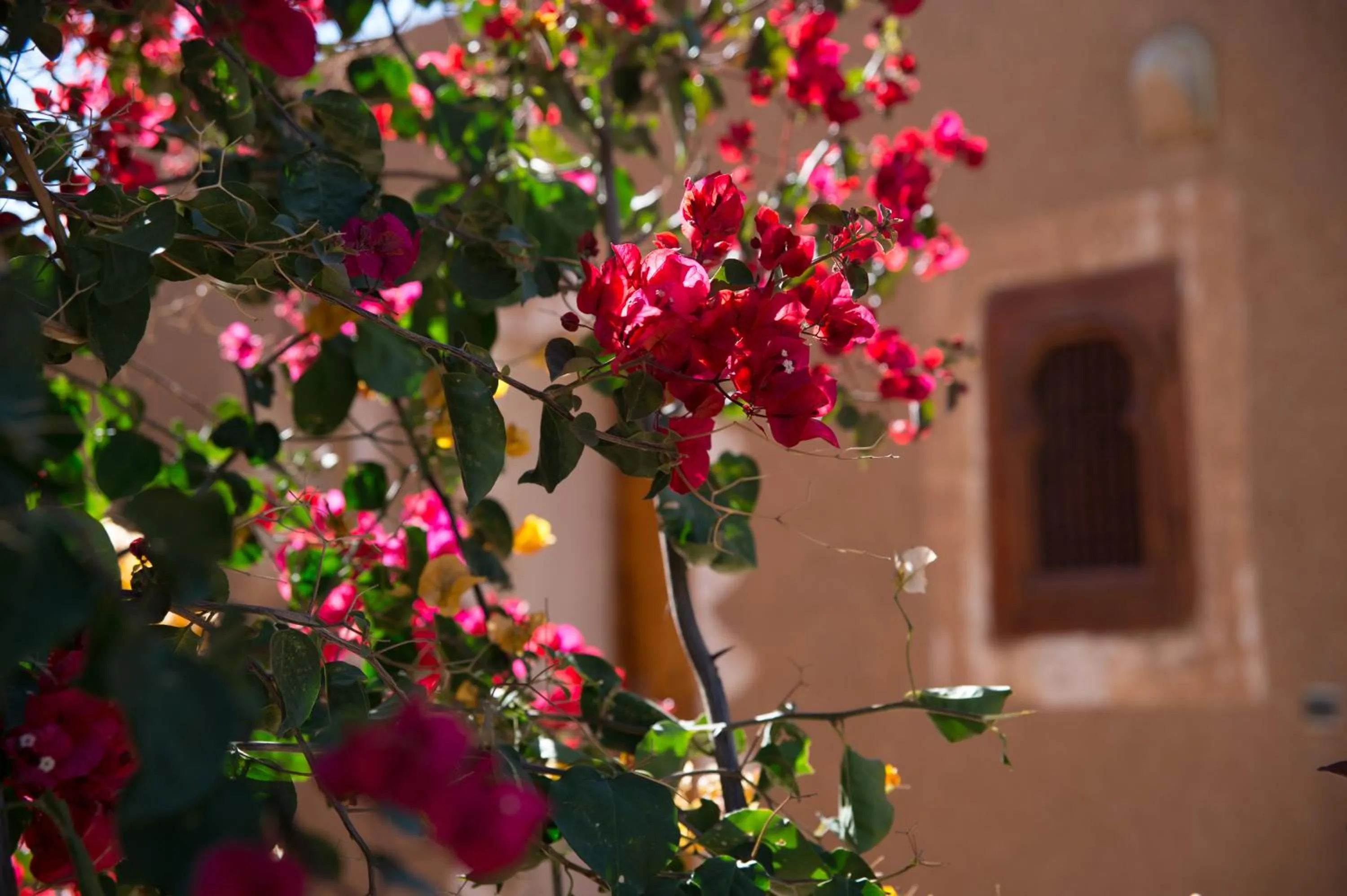 Garden in Maison Nomades