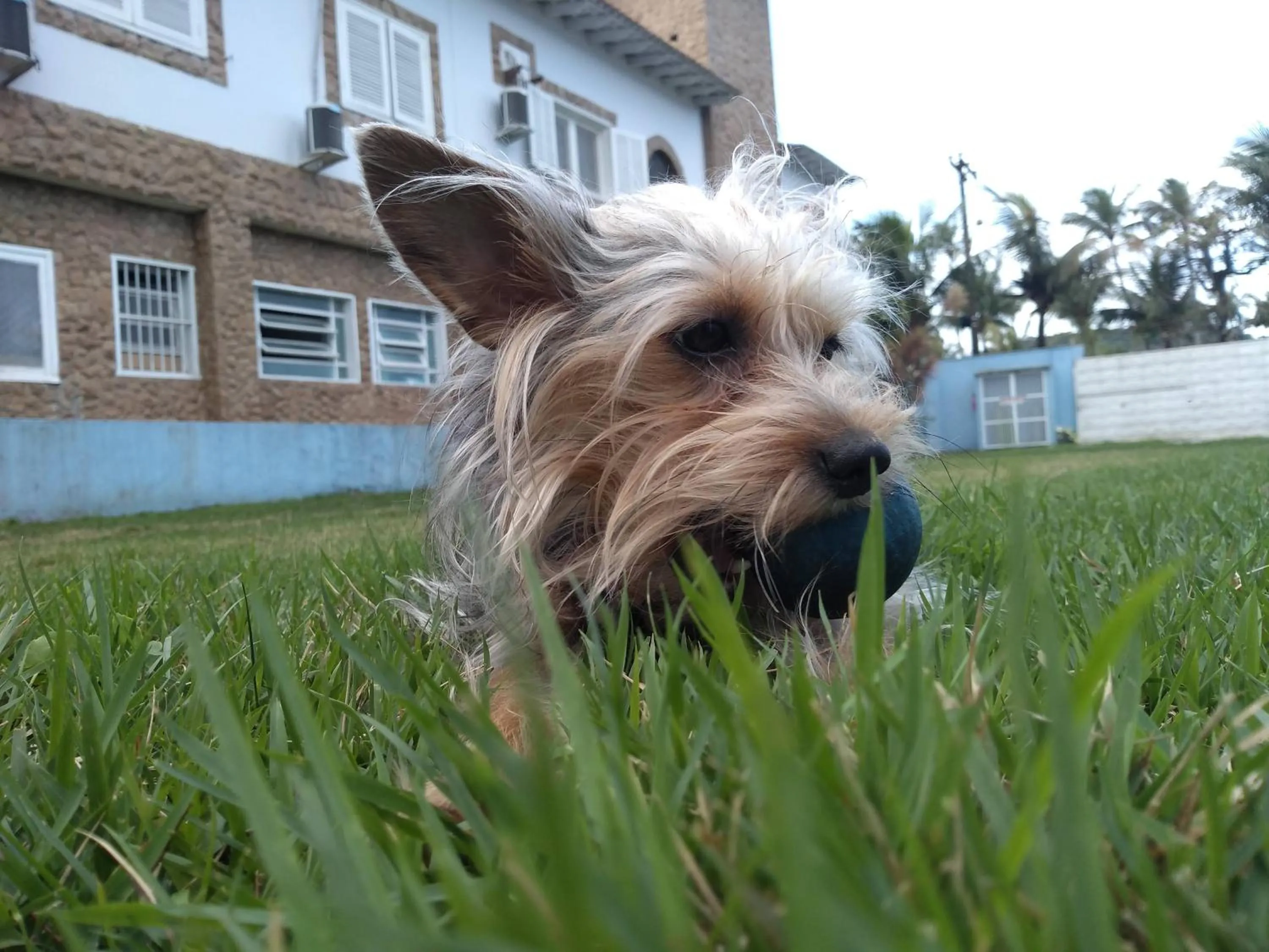 Pets in Pousada Hotel Canto dos Mares
