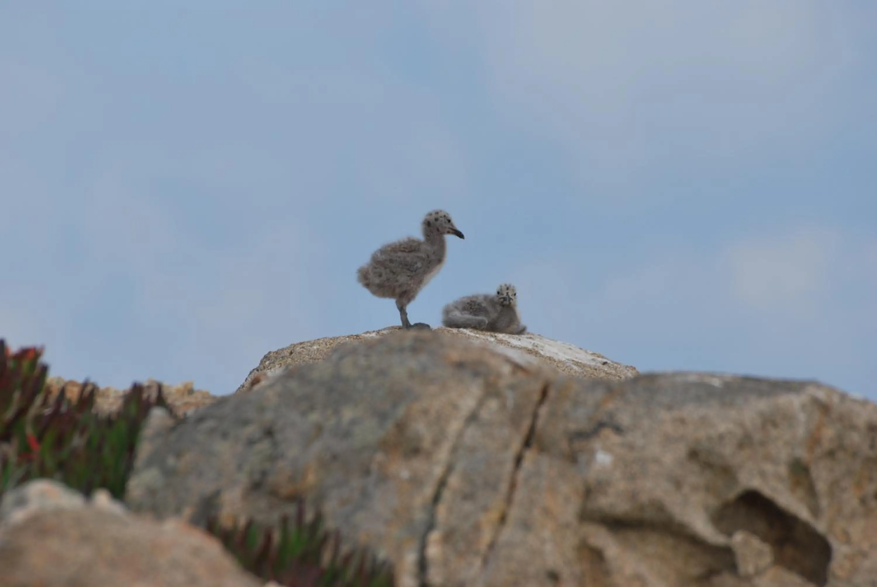 Natural landscape in Hotel Giardino delle Palme